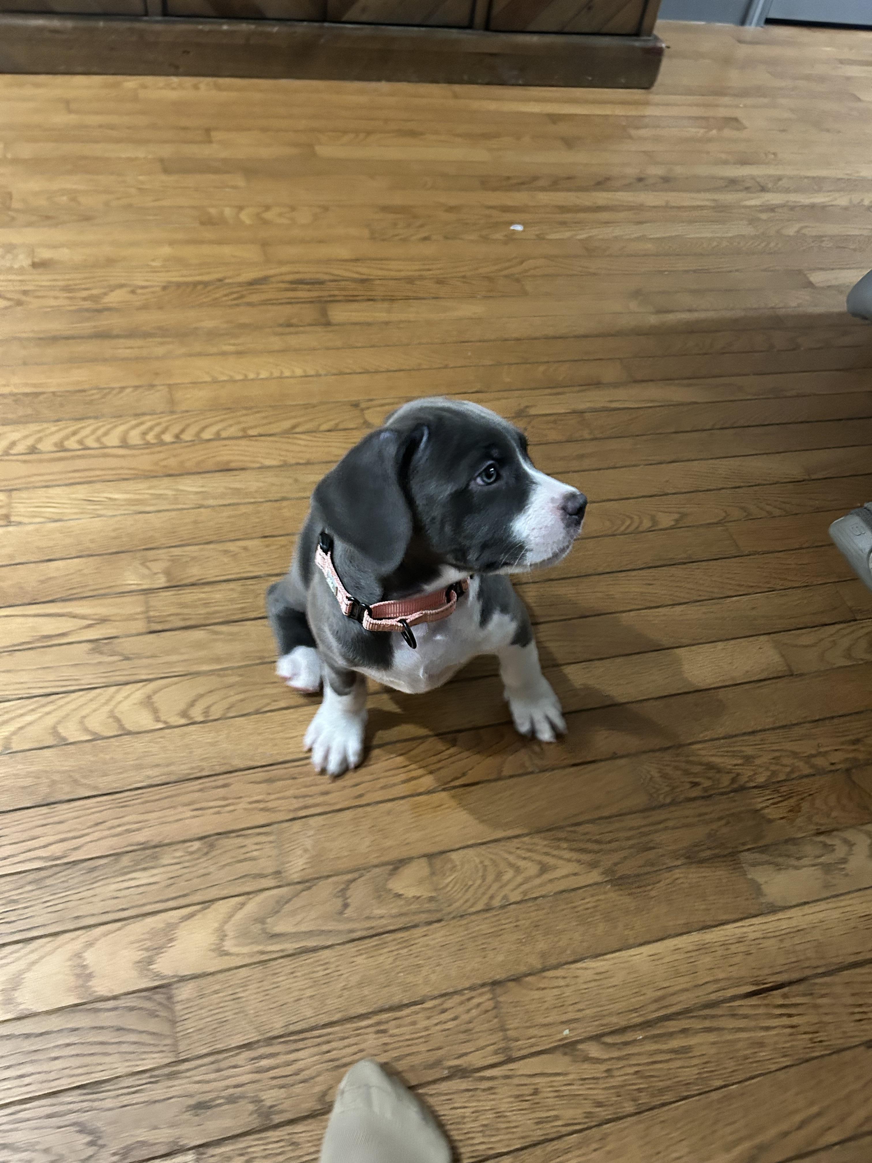 Enlarge Chappell, a Adopted Mixed Breed in Griswold, CT image 1/3