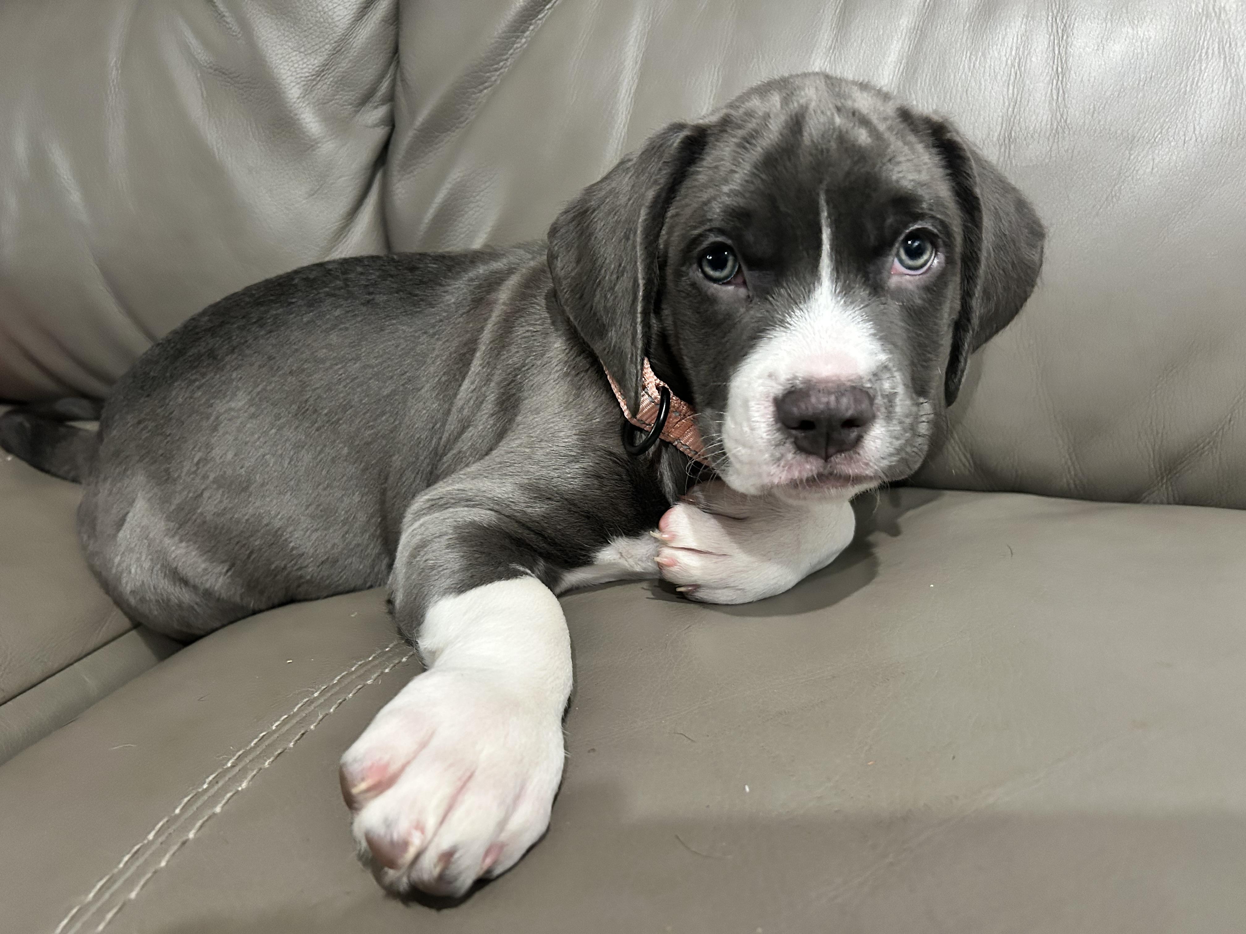 Enlarge Chappell, a Adopted Mixed Breed in Griswold, CT image 2/3