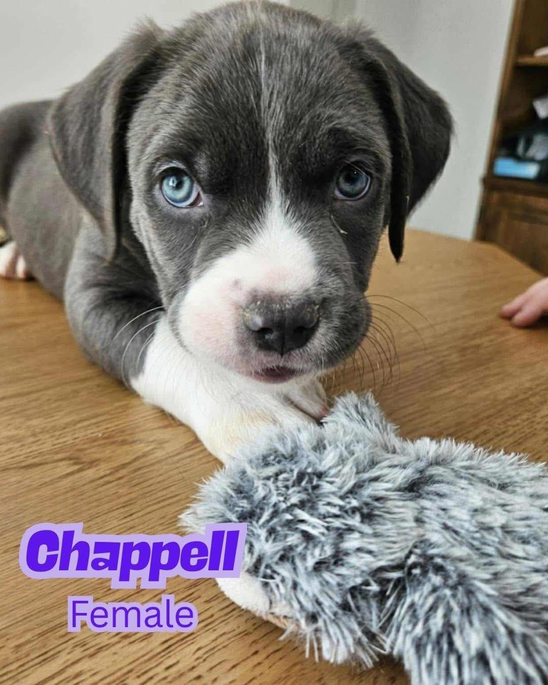 Enlarge Chappell, a Adopted Mixed Breed in Griswold, CT image 3/3
