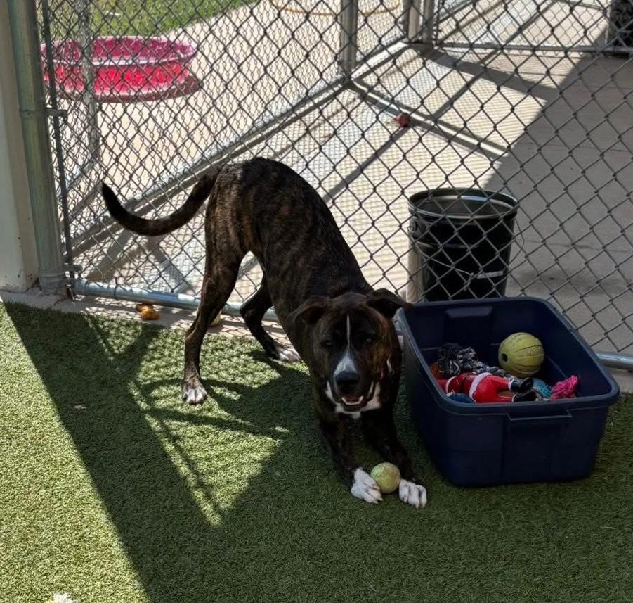 Enlarge Camo, a Adoptable mixed breed in Newcastle, OK image 1/2