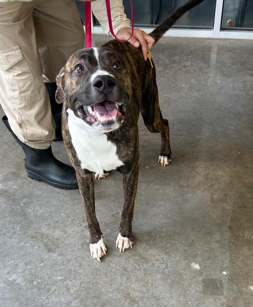 Enlarge Camo, a Adoptable mixed breed in Newcastle, OK image 2/2