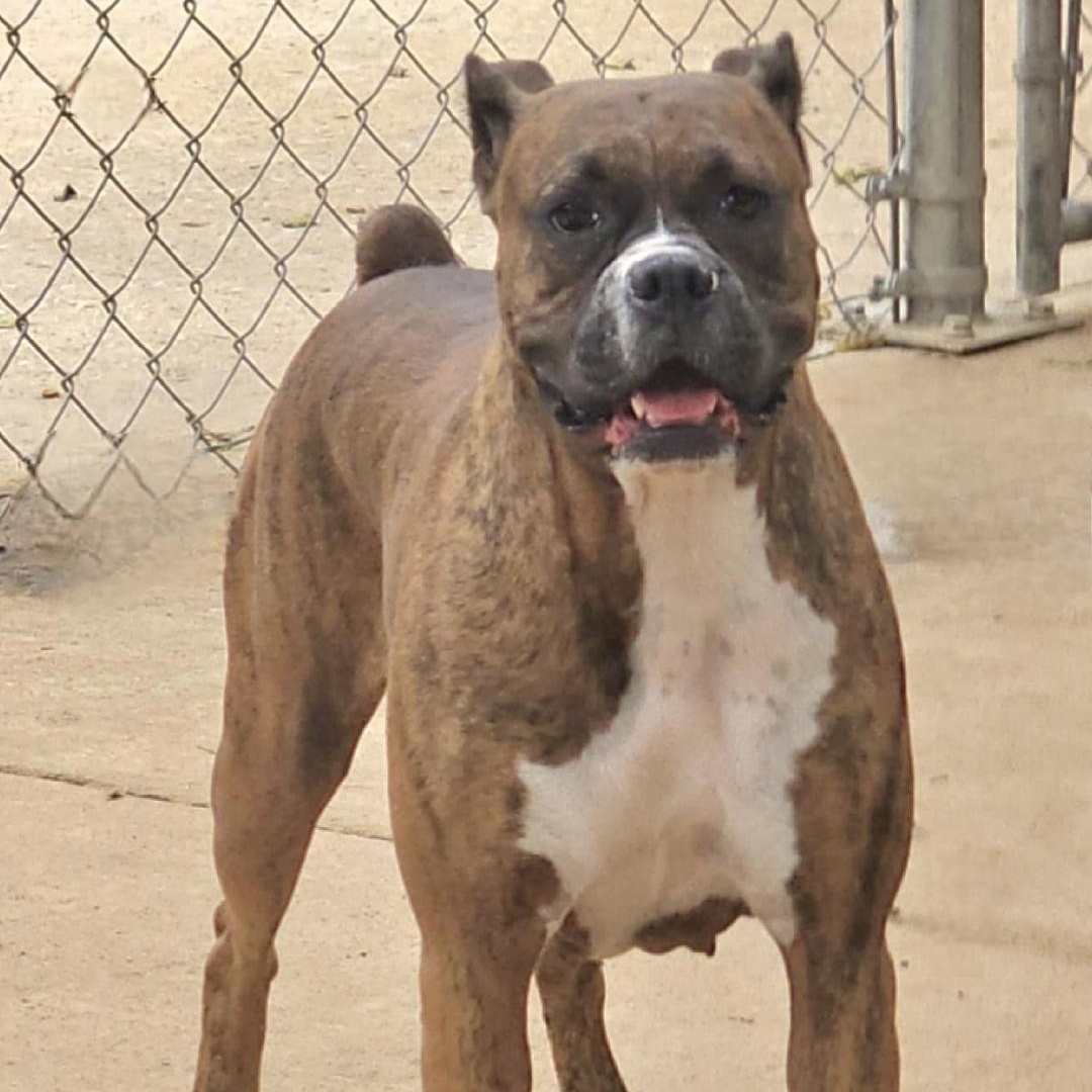 Penny, a Adoptable Boxer in Athens, AL image 3/6