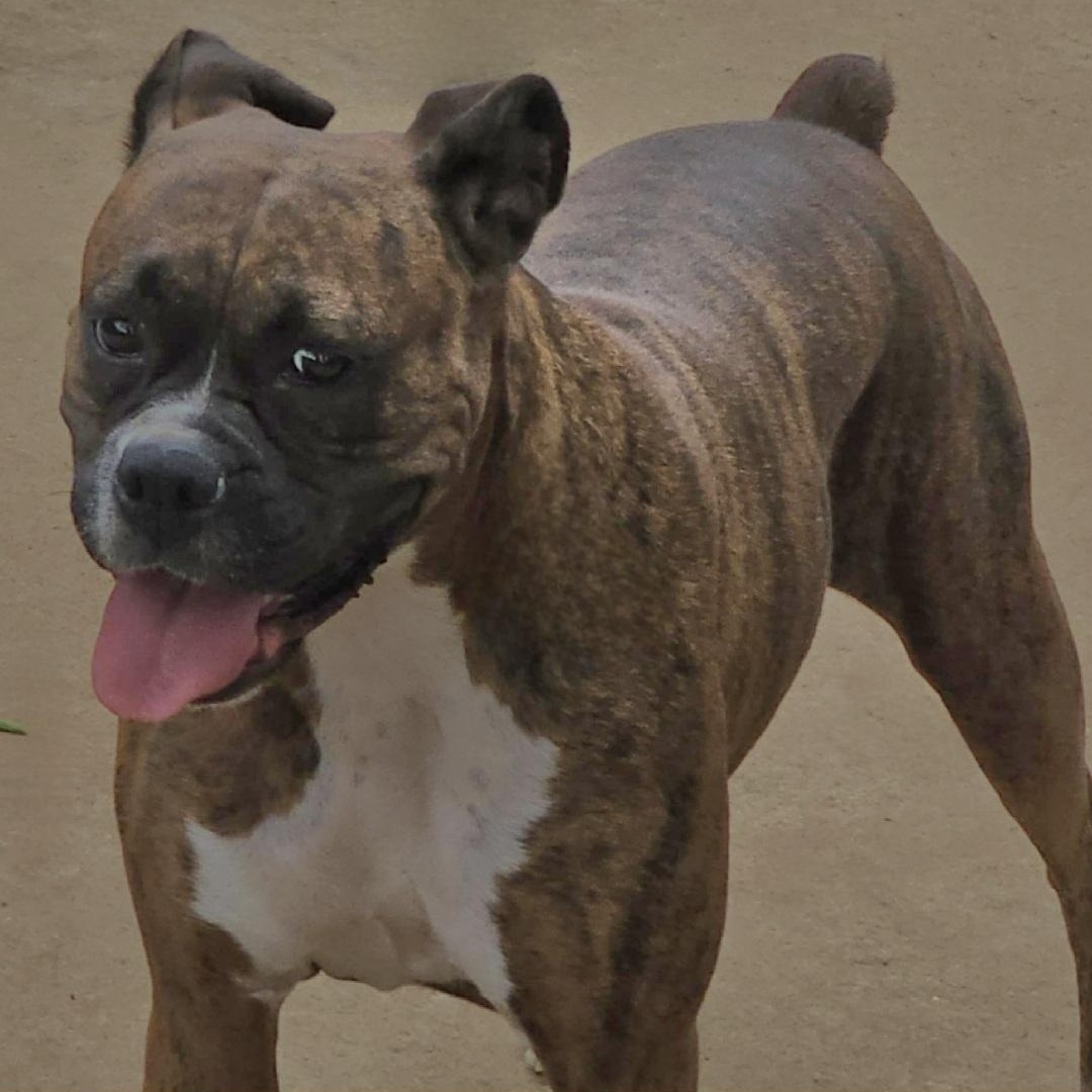 Penny, a Adoptable Boxer in Athens, AL image 5/6