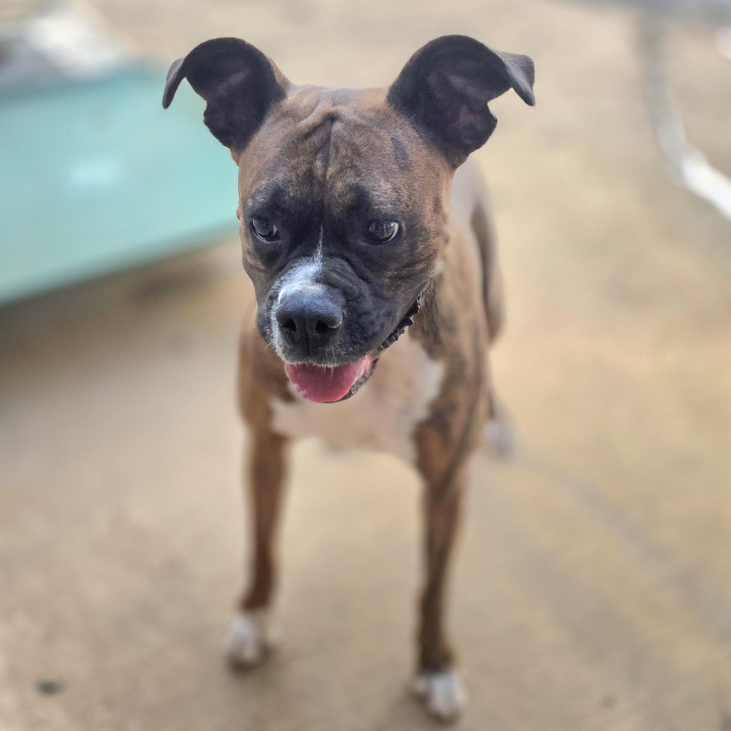 Penny, Adoptable, Adult Female Boxer.