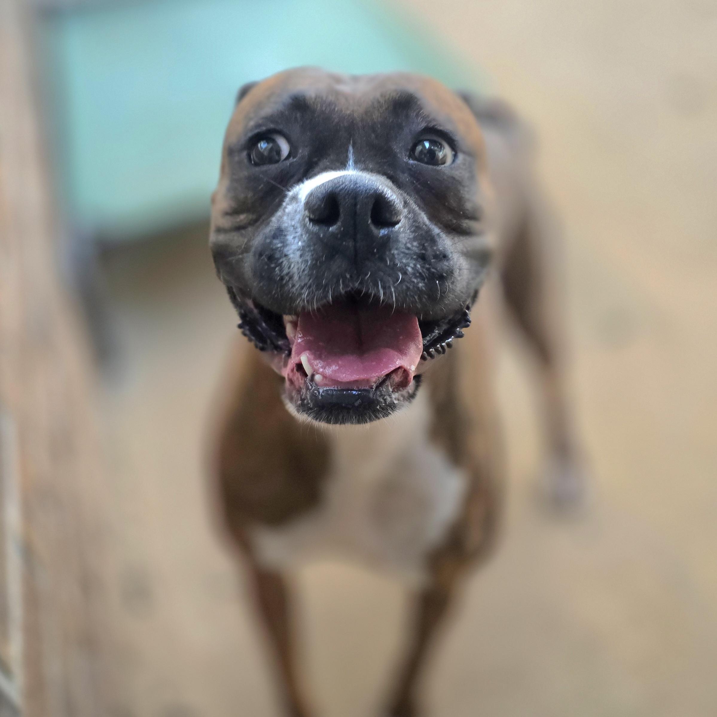 Penny, a Adoptable Boxer in Athens, AL image 6/6