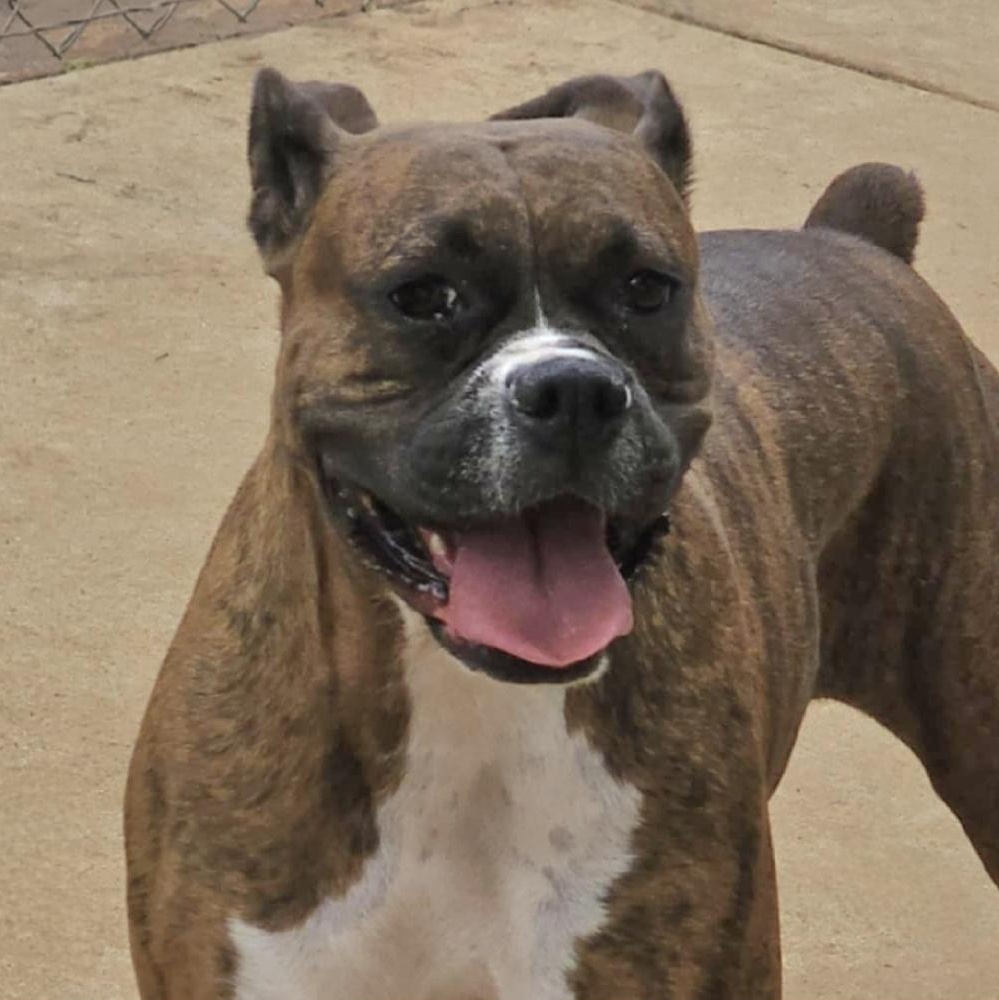 Penny, a Adoptable Boxer in Athens, AL image 4/6