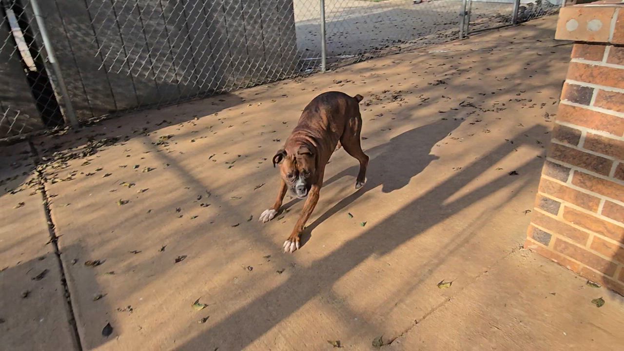 Enlarge Penny, a Adoptable Boxer in Athens, AL video 2/6