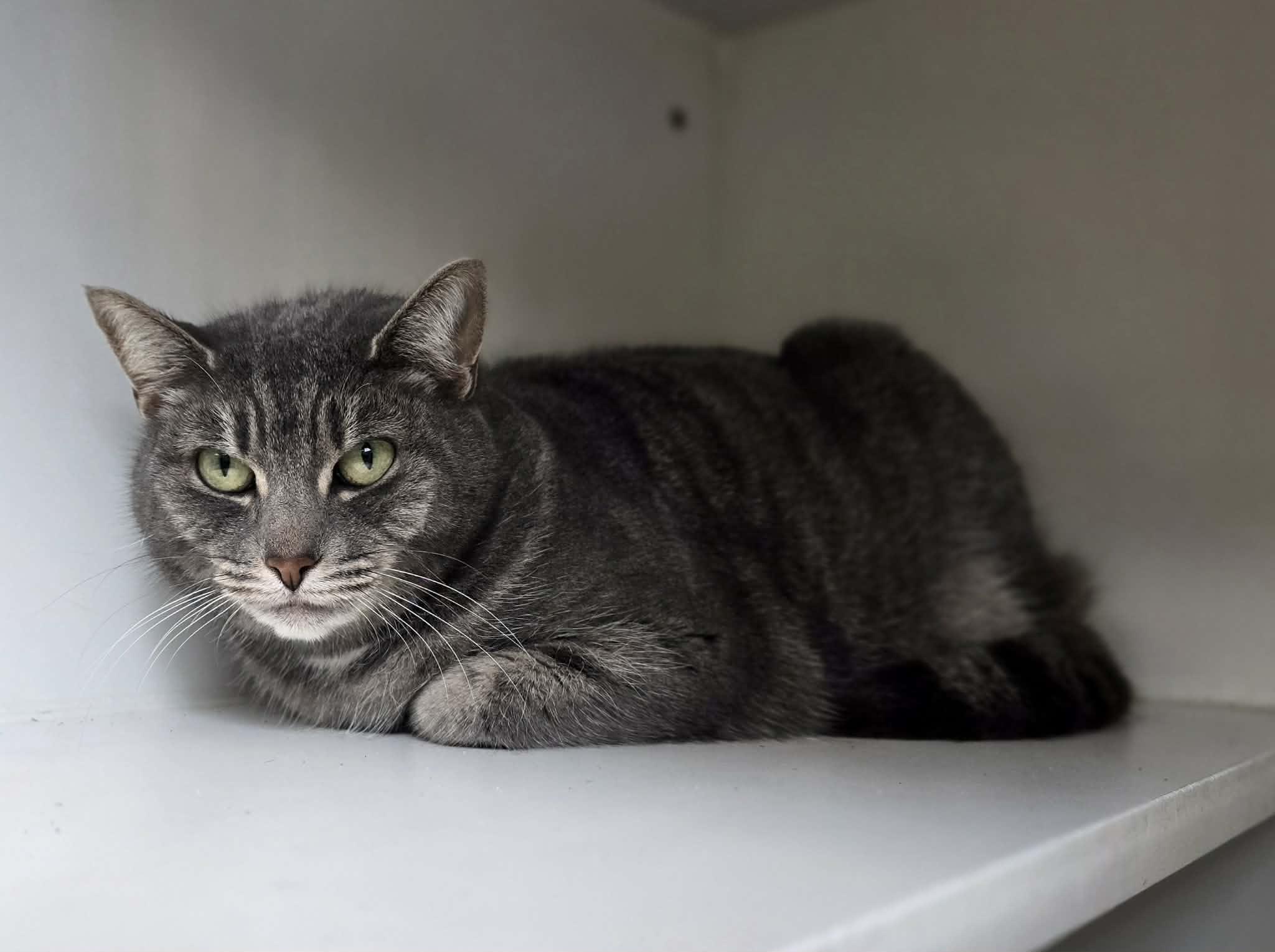 Enlarge Olivia, a ADOPTABLE Domestic Short Hair in Grants Pass, OR image 2/3