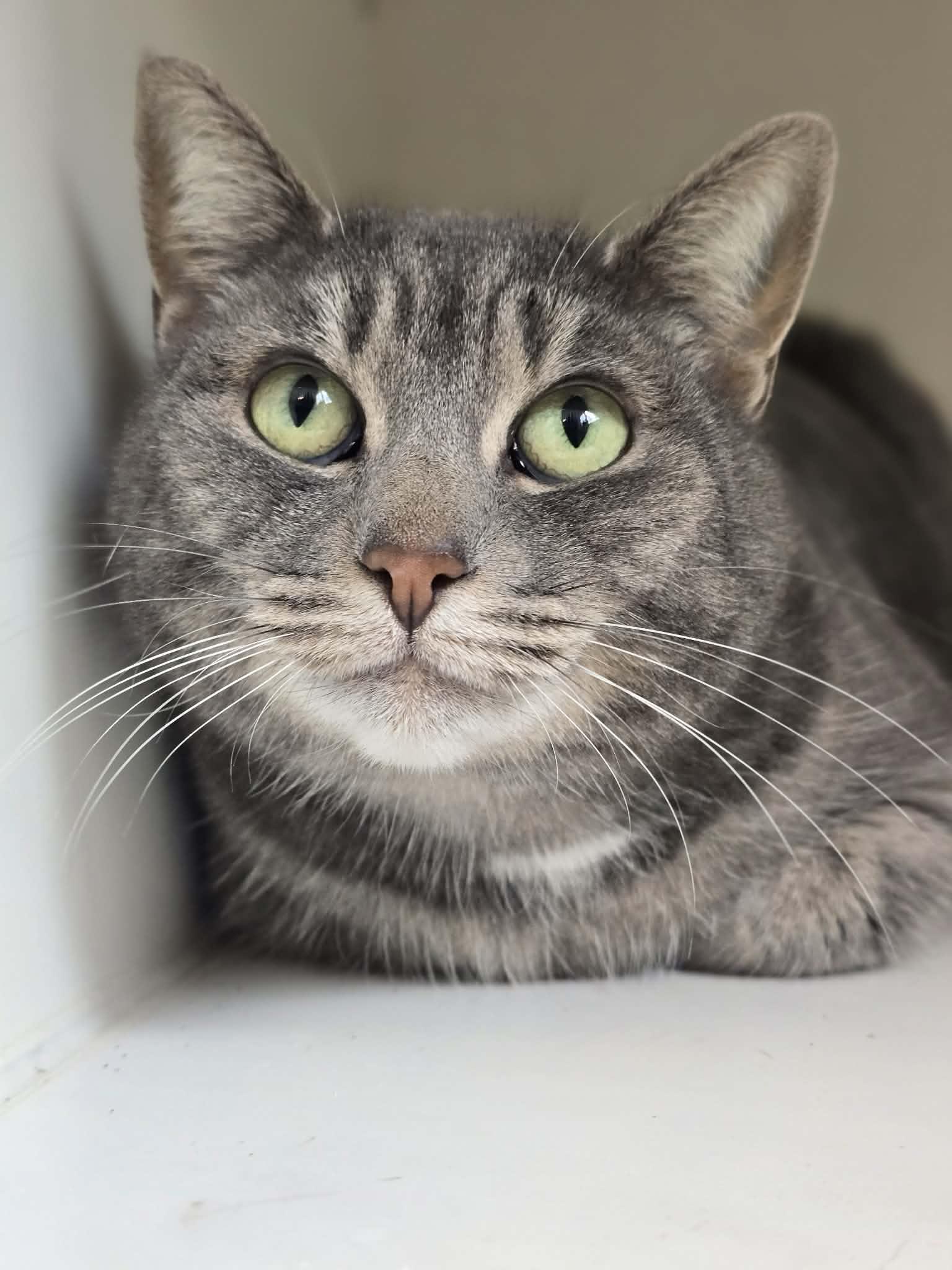Olivia, ADOPTABLE, Adult Female Domestic Short Hair.