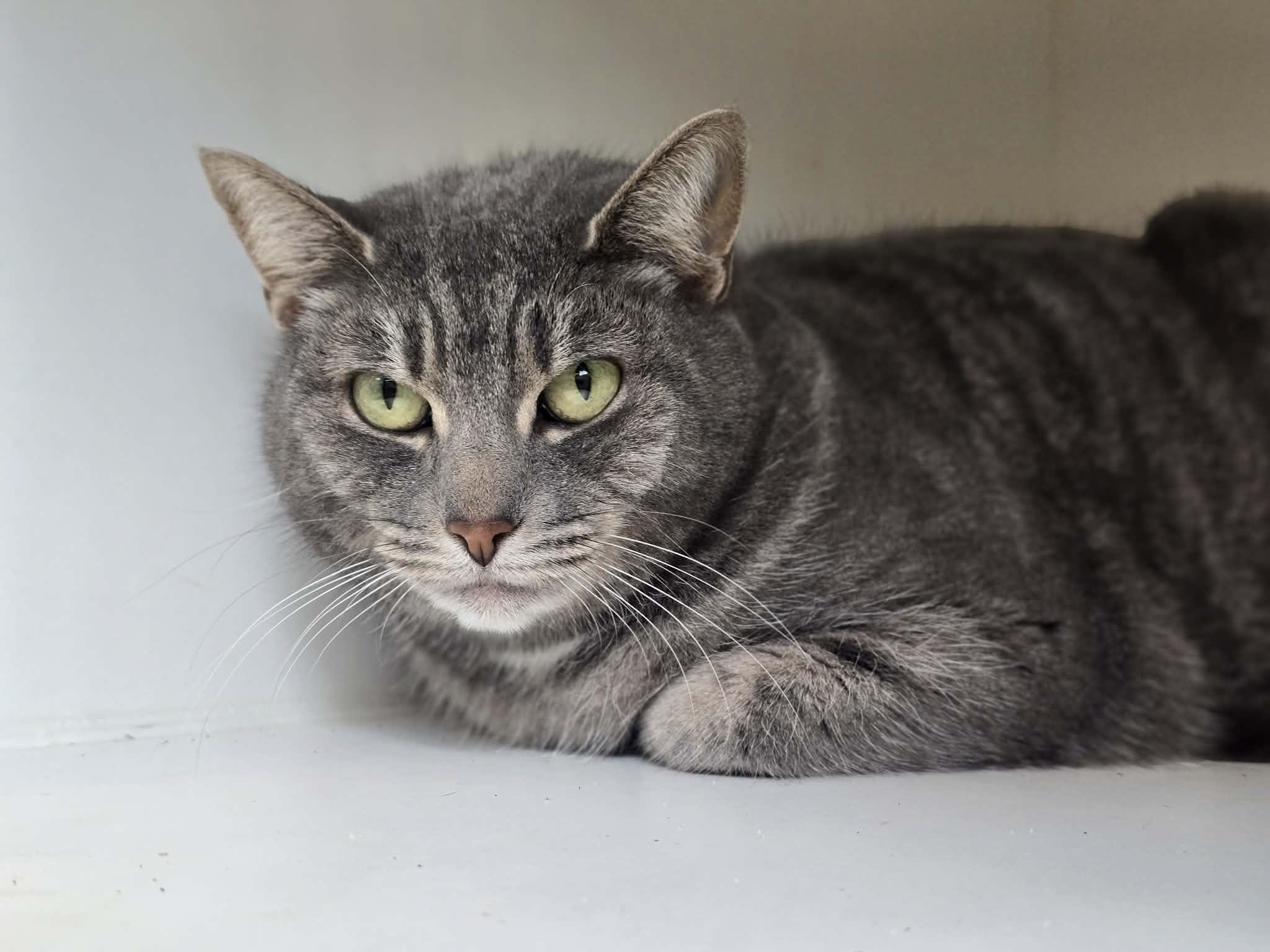 Enlarge Olivia, a ADOPTABLE Domestic Short Hair in Grants Pass, OR image 3/3