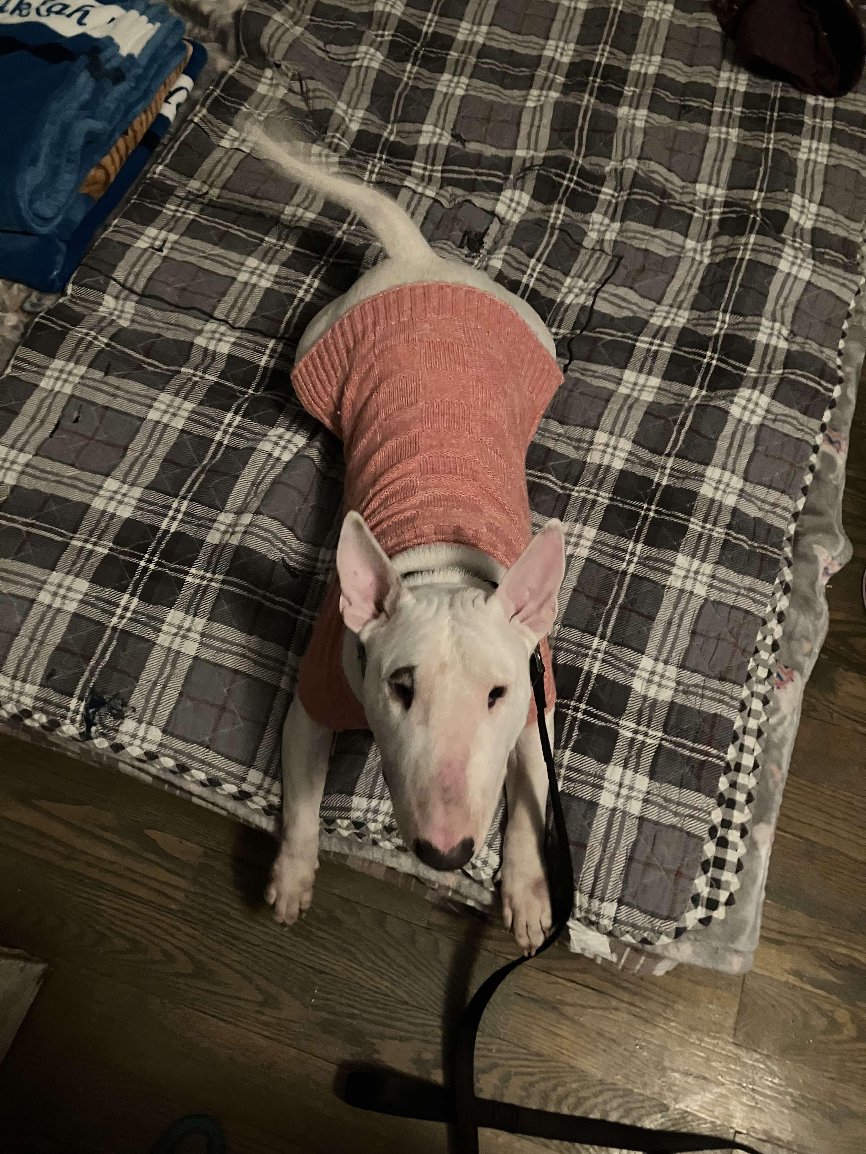 Enlarge 24-124 Cigra, a Adoptable Bull Terrier in New York, NY image 1/6