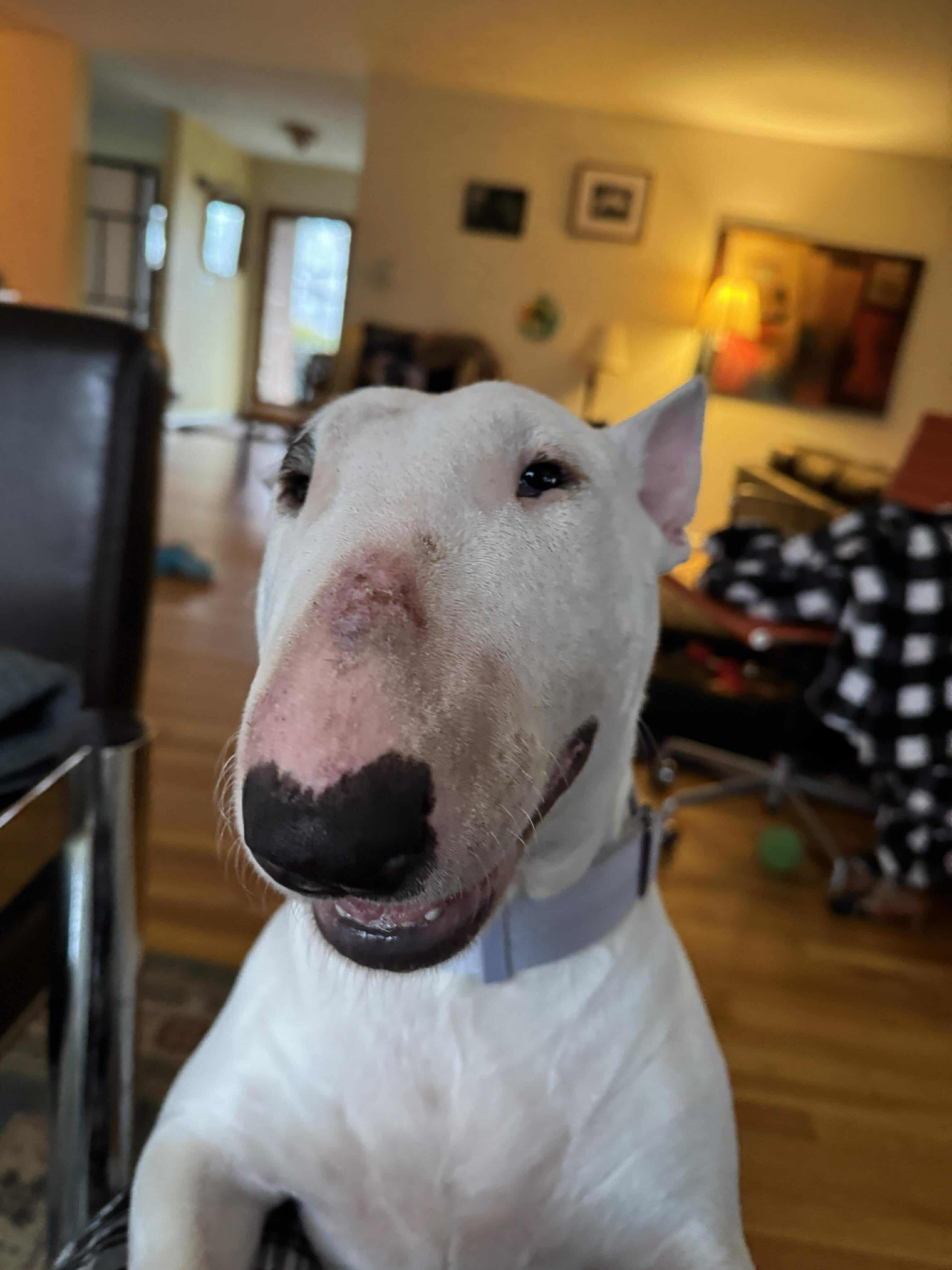 Enlarge 24-124 Cigra, a Adoptable Bull Terrier in New York, NY image 2/6