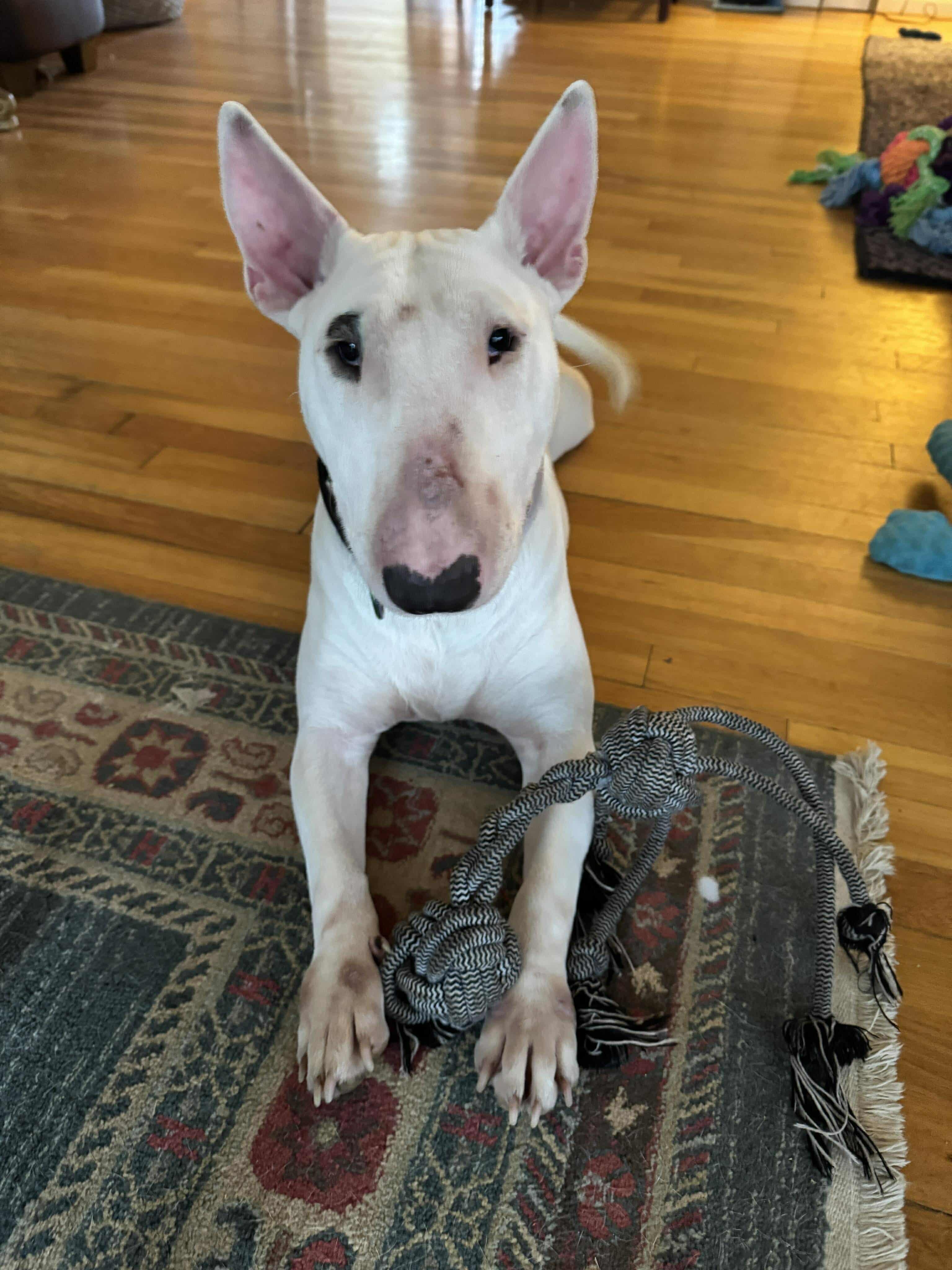 Enlarge 24-124 Cigra, a Adoptable Bull Terrier in New York, NY image 6/6