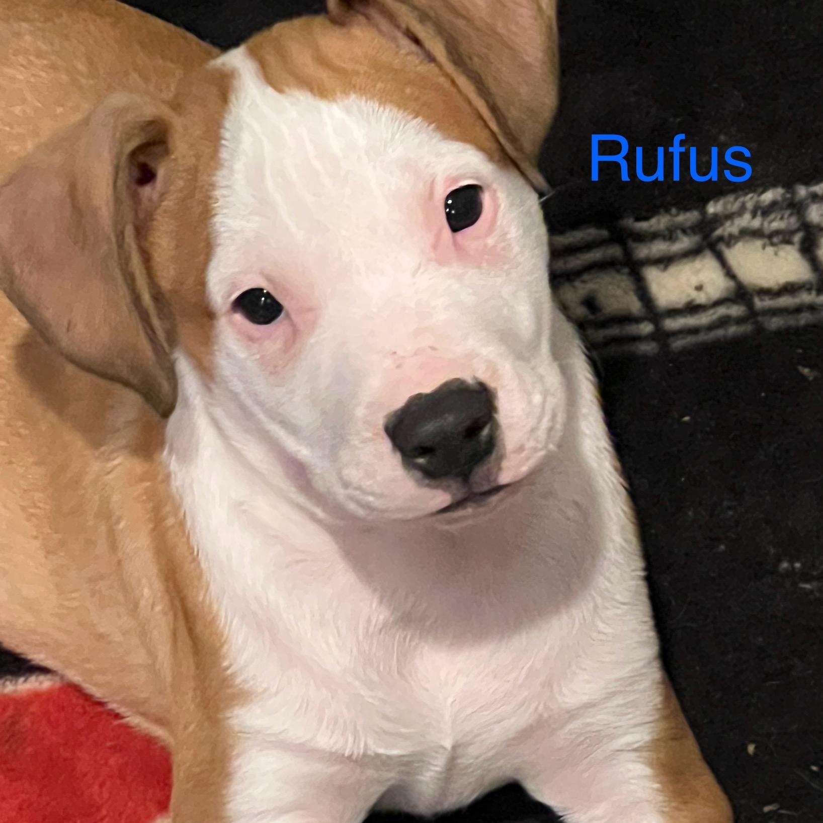 Rufus, ADOPTABLE, Puppy Male American Staffordshire Terrier & Mixed Breed.