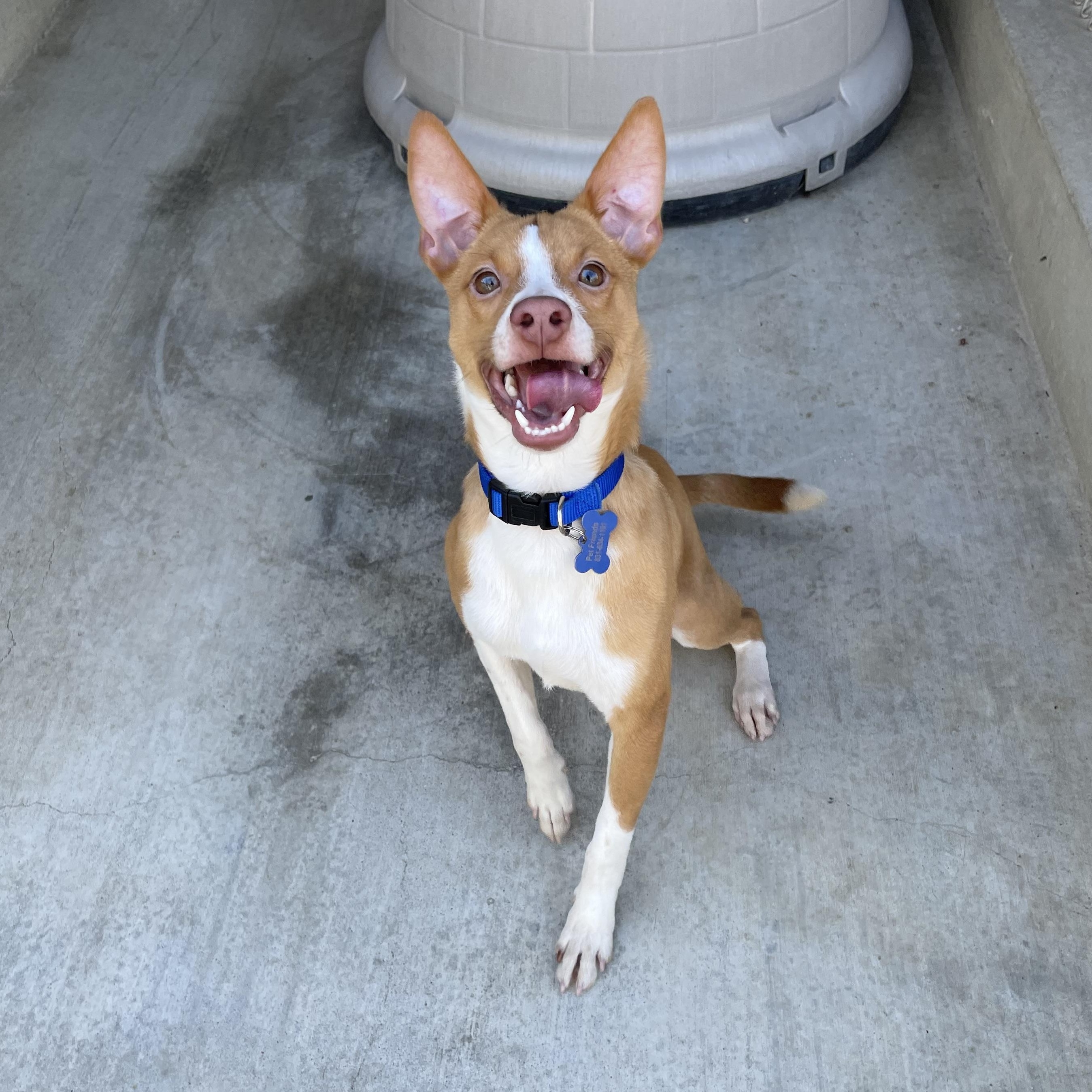 Buddy, Adoptable, Young Male Chihuahua & Terrier.