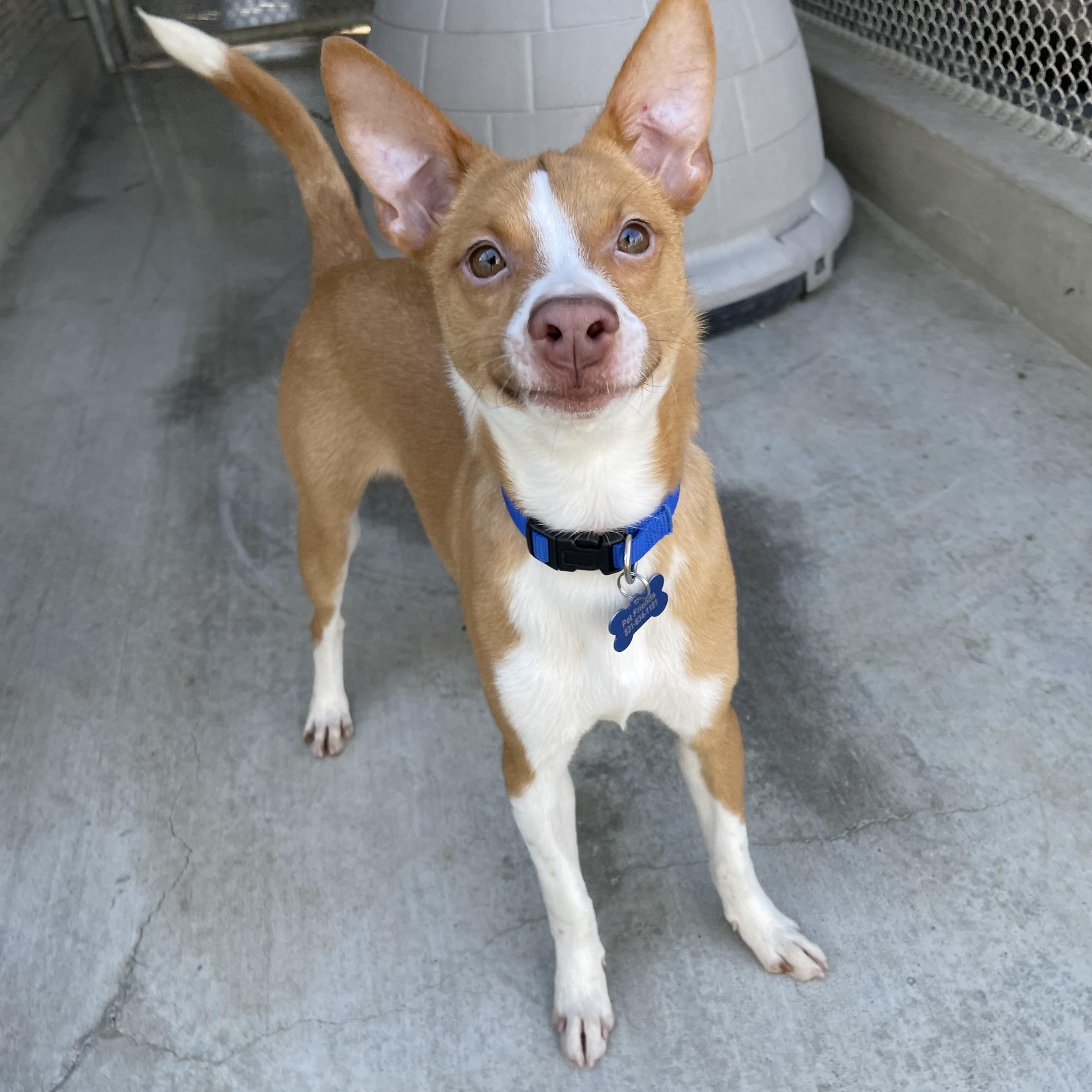 Enlarge Buddy, a Adoptable mixed breed in Hollister, CA image 3/5