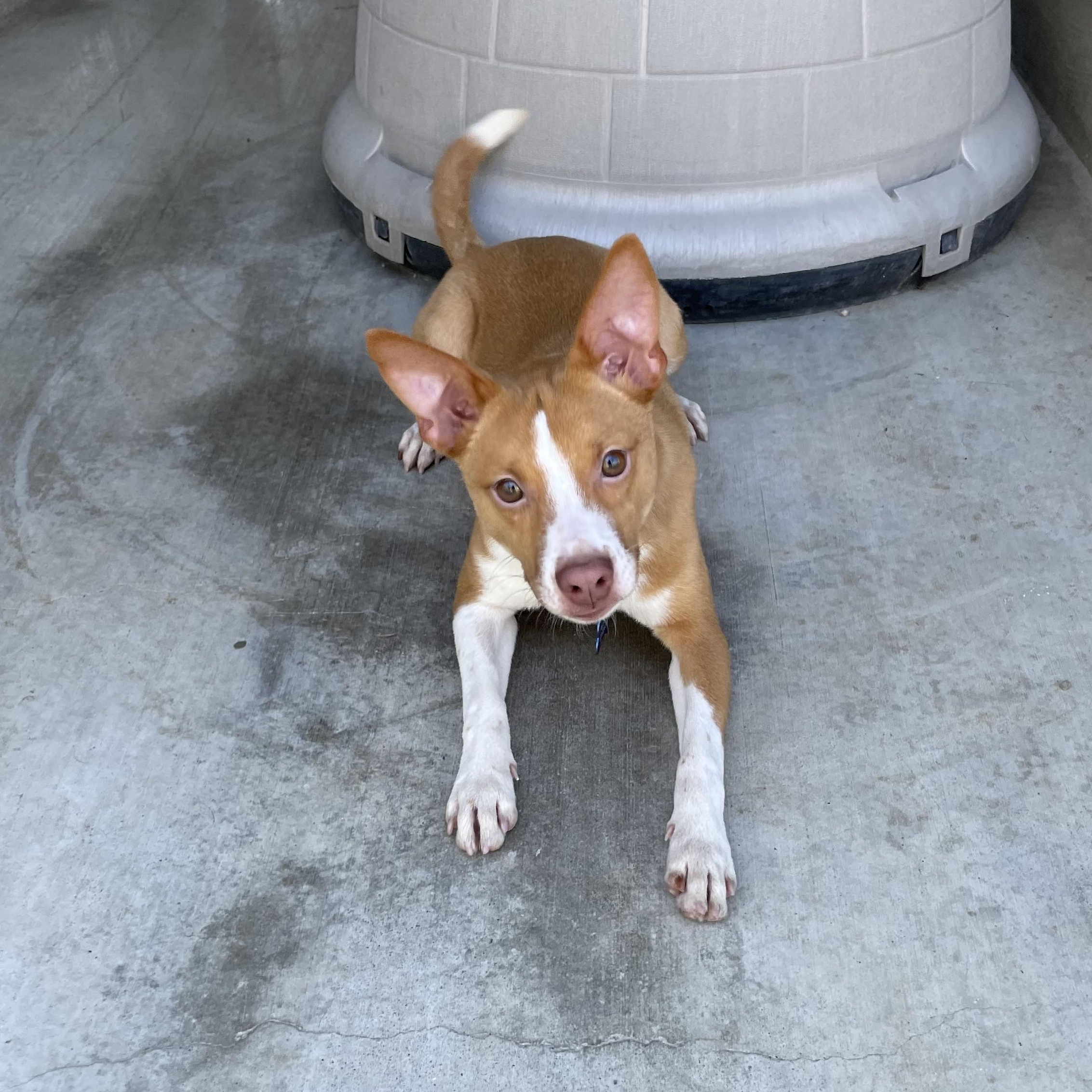 Enlarge Buddy, a Adoptable mixed breed in Hollister, CA image 4/5