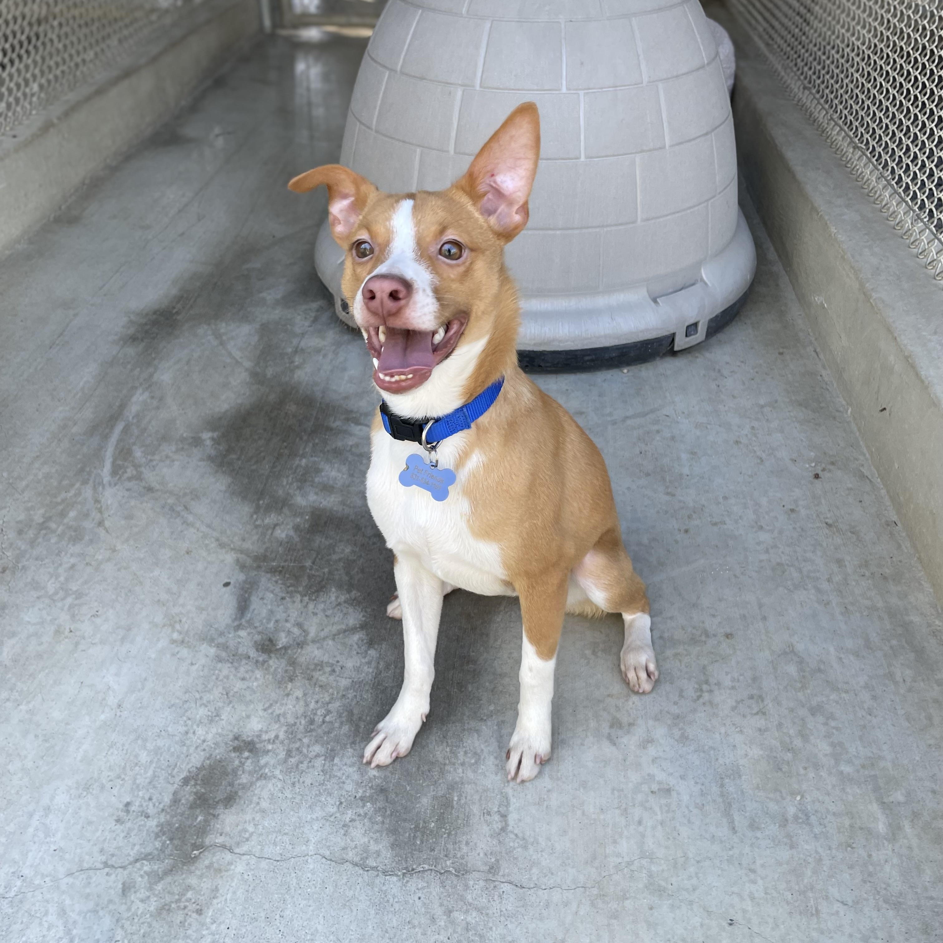 Enlarge Buddy, a Adoptable mixed breed in Hollister, CA image 5/5
