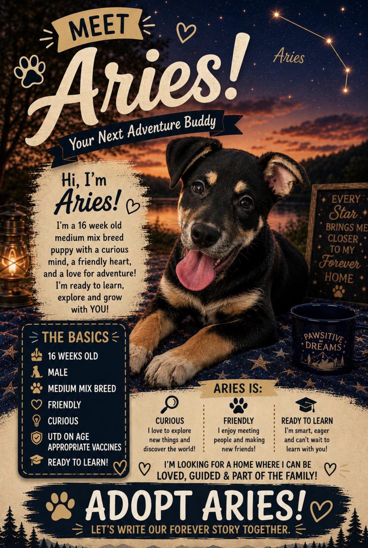 Aries, a Adoptable Mixed Breed in Rock Hill, NY image 3/3
