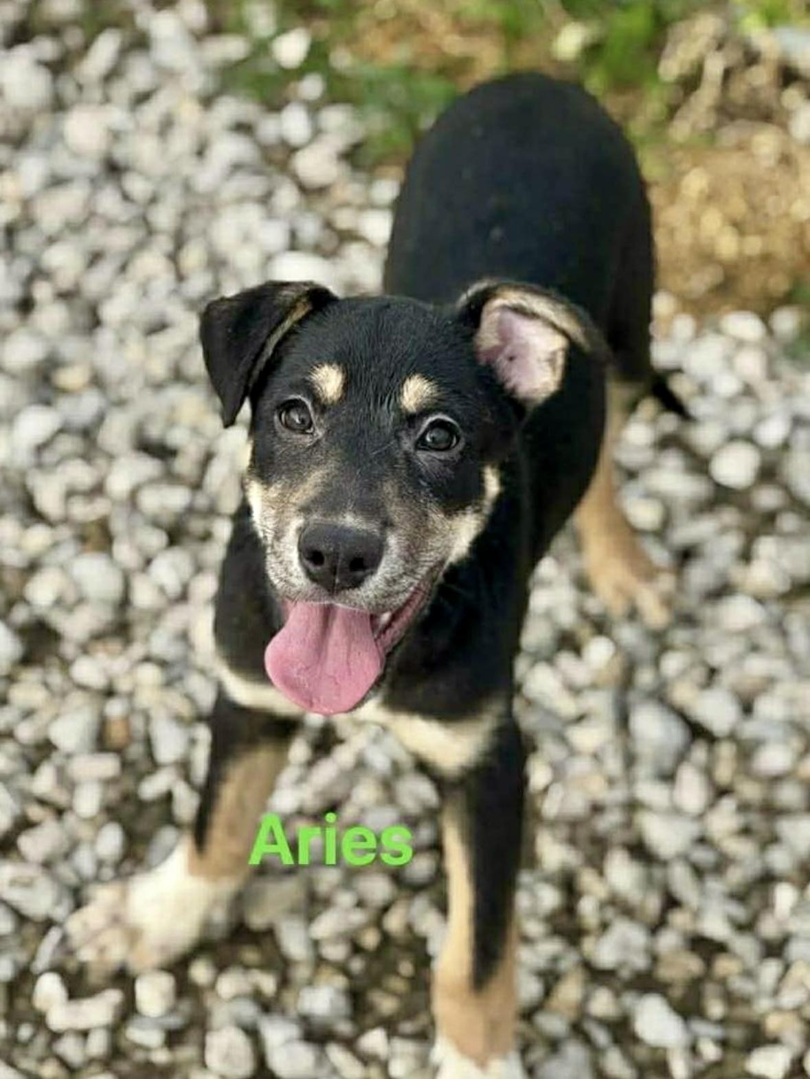 Aries, a Adoptable Mixed Breed in Rock Hill, NY image 2/3