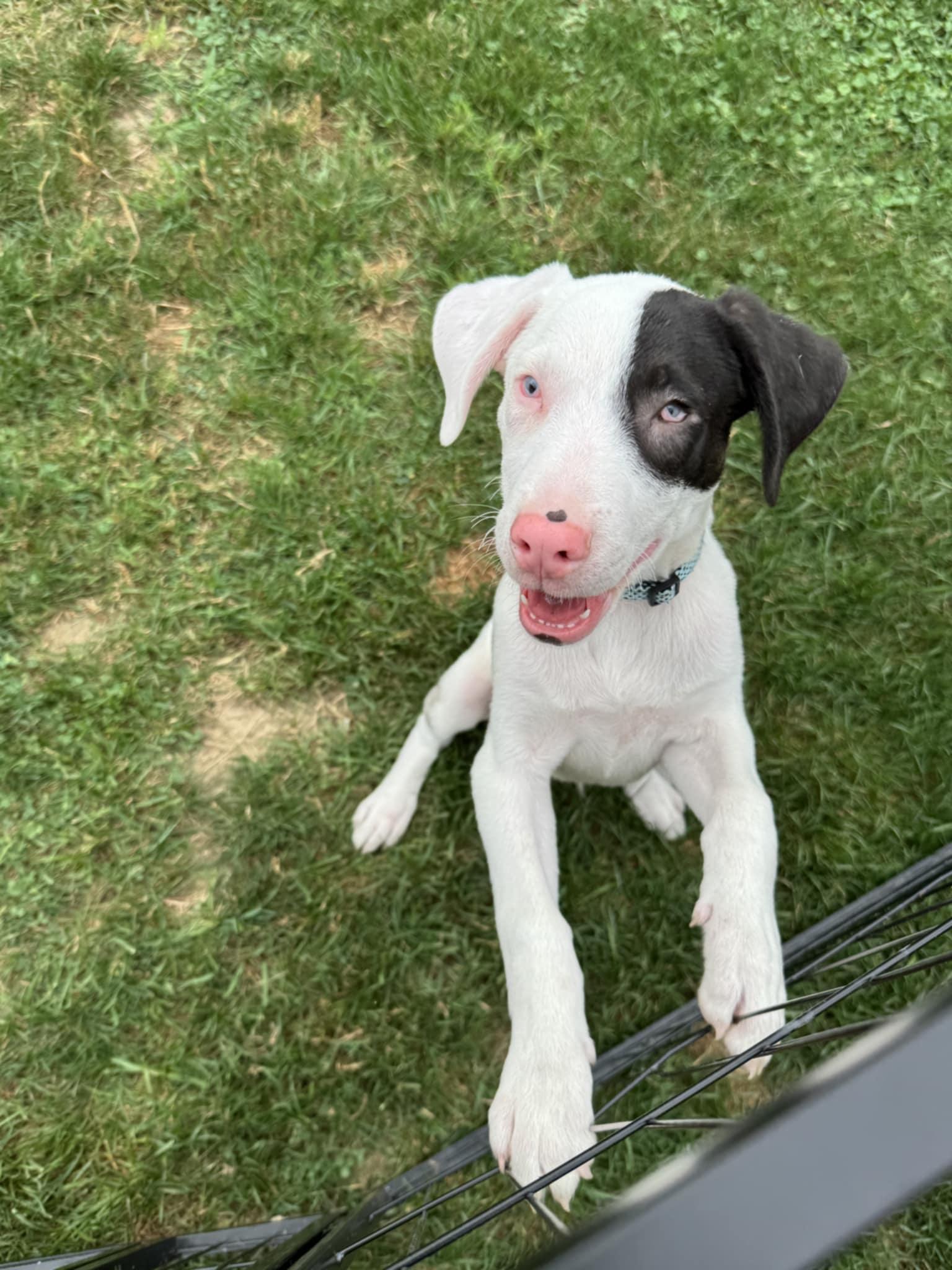 Krypto