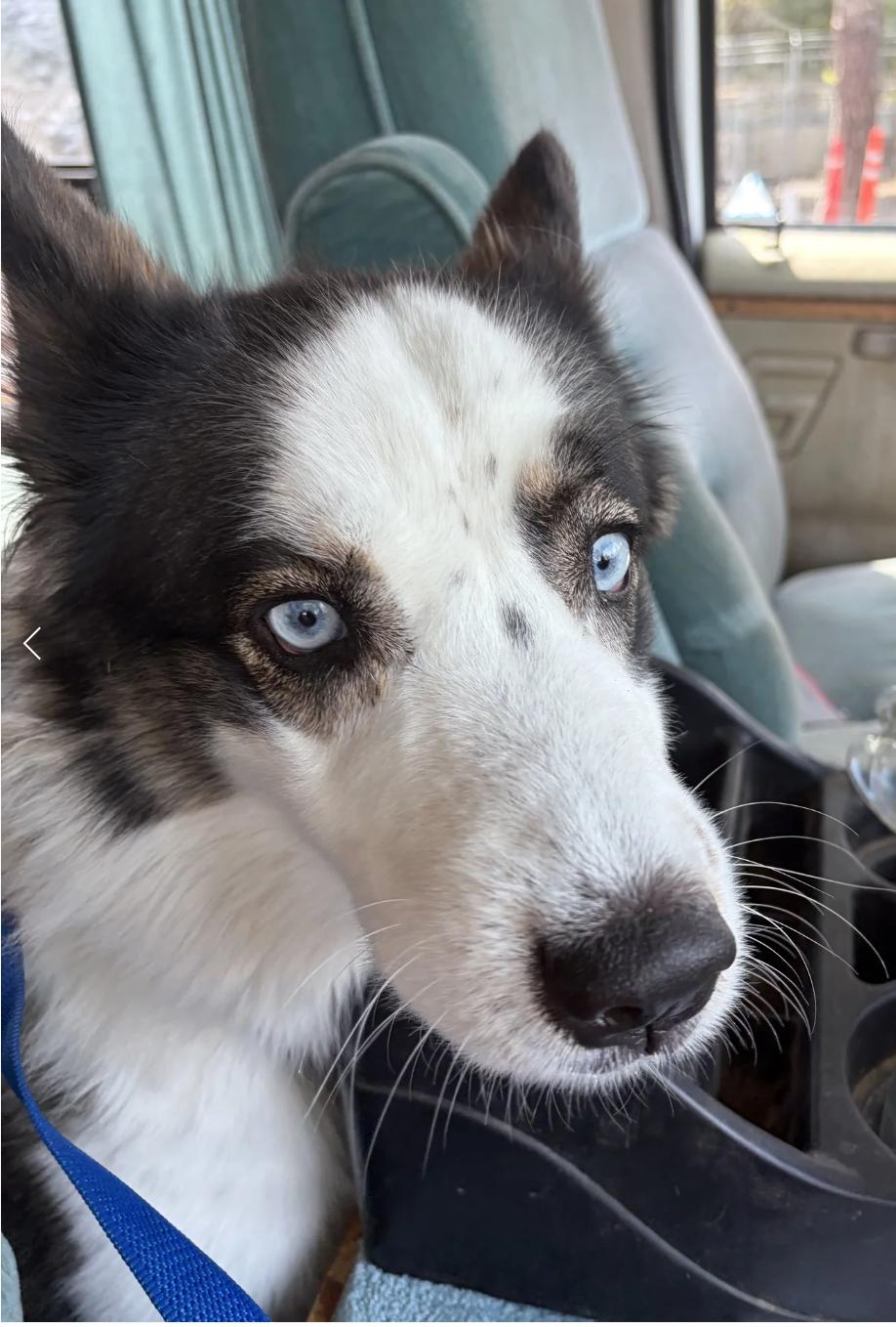 Oreo, a ADOPTABLE mixed breed in Davis, CA image 2/2