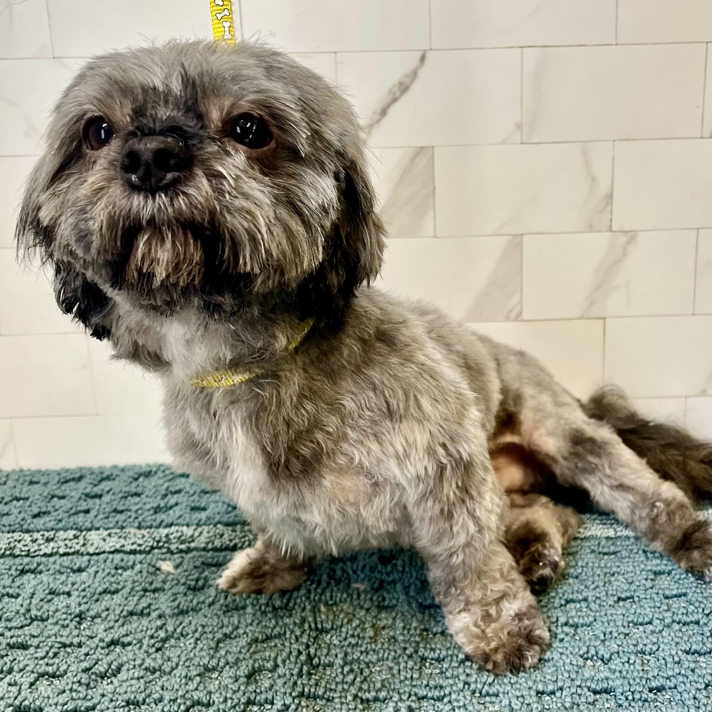 Enlarge Turkey Lee, a Adoptable Shorkie in Plano, TX image 3/4