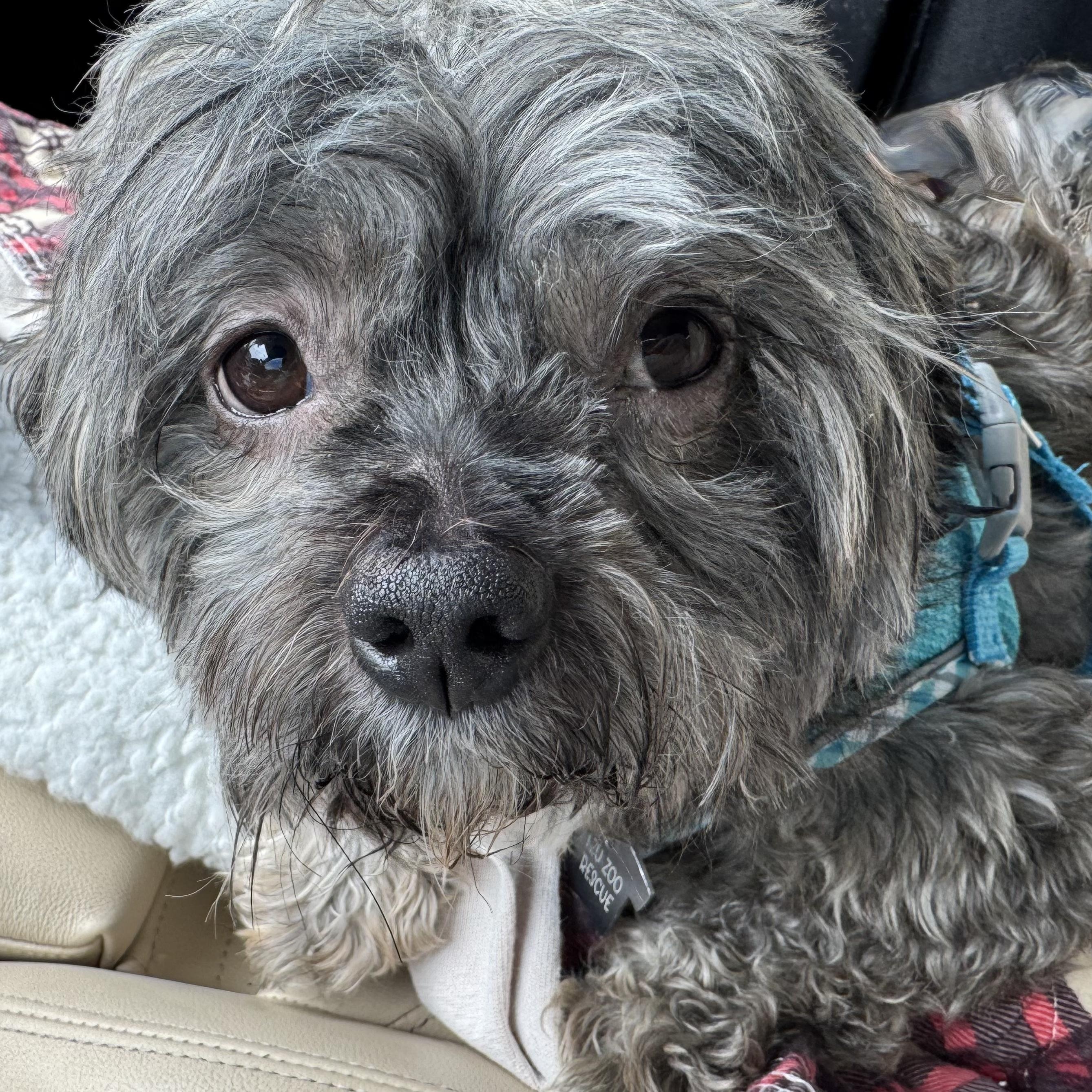Enlarge Turkey Lee, a Adoptable Shorkie in Plano, TX image 2/4
