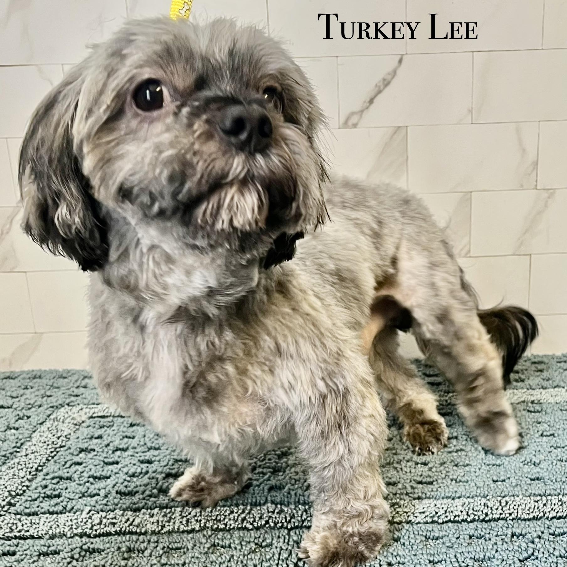 Enlarge Turkey Lee, a Adoptable Shorkie in Plano, TX image 4/4