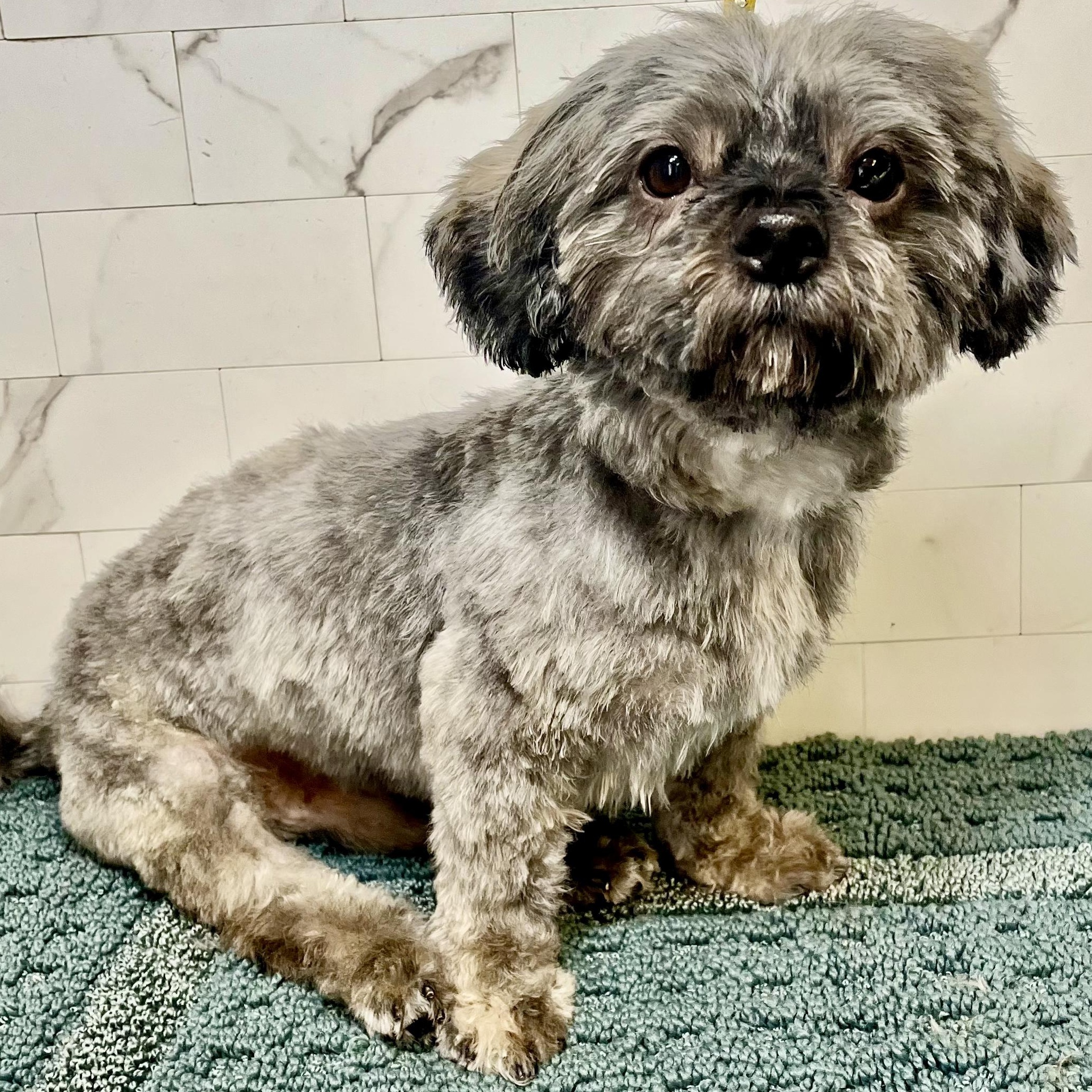 Turkey Lee, Adoptable, Young Male Shorkie.