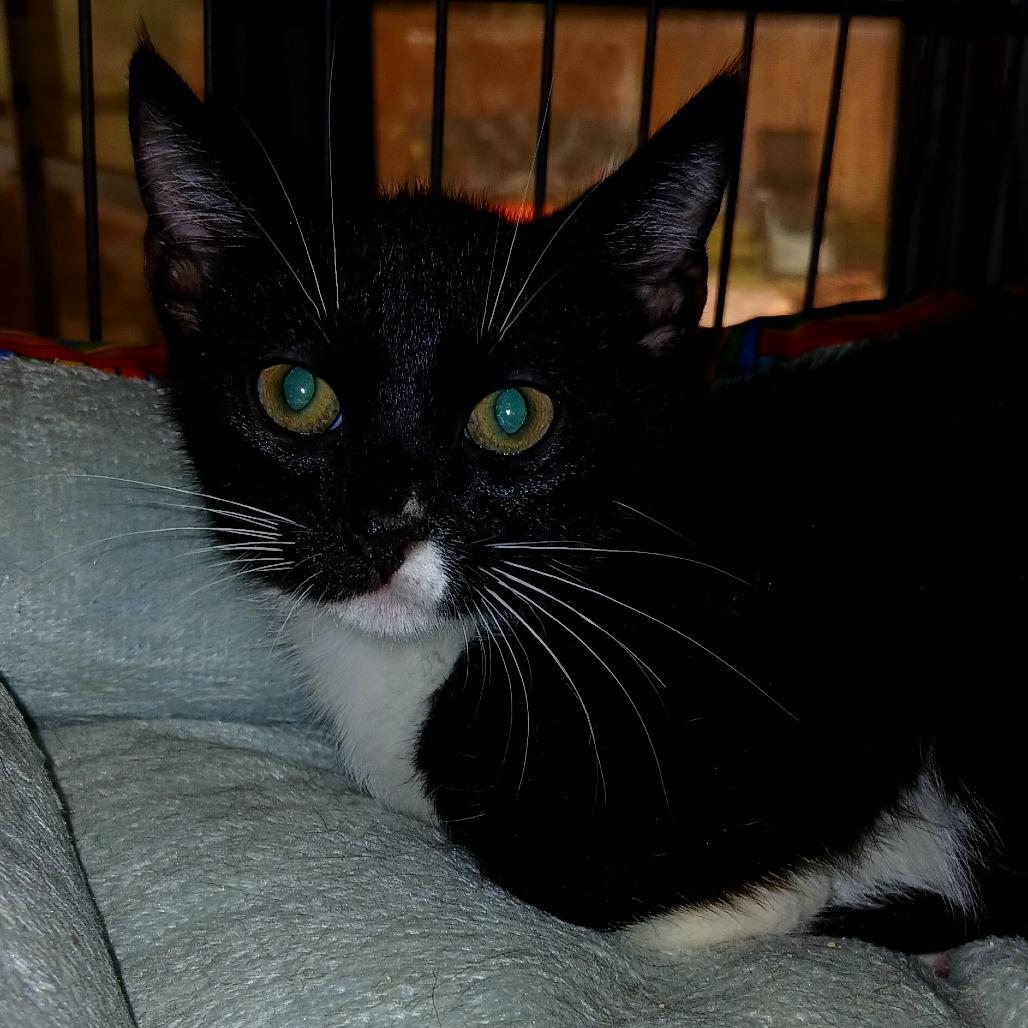 Elvis, Adoptable, Young Male Domestic Short Hair.