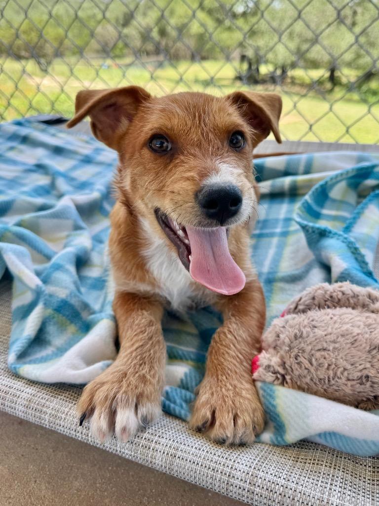 Enlarge Peanut, a Adoptable Wirehaired Terrier in Canyon Lake, TX image 1/1