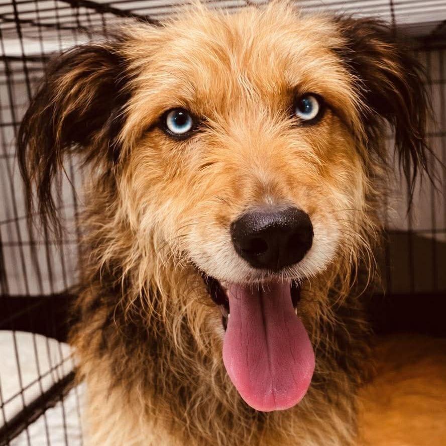Tyra, Adoptable, Adult Female Airedale Terrier & German Shepherd Dog.