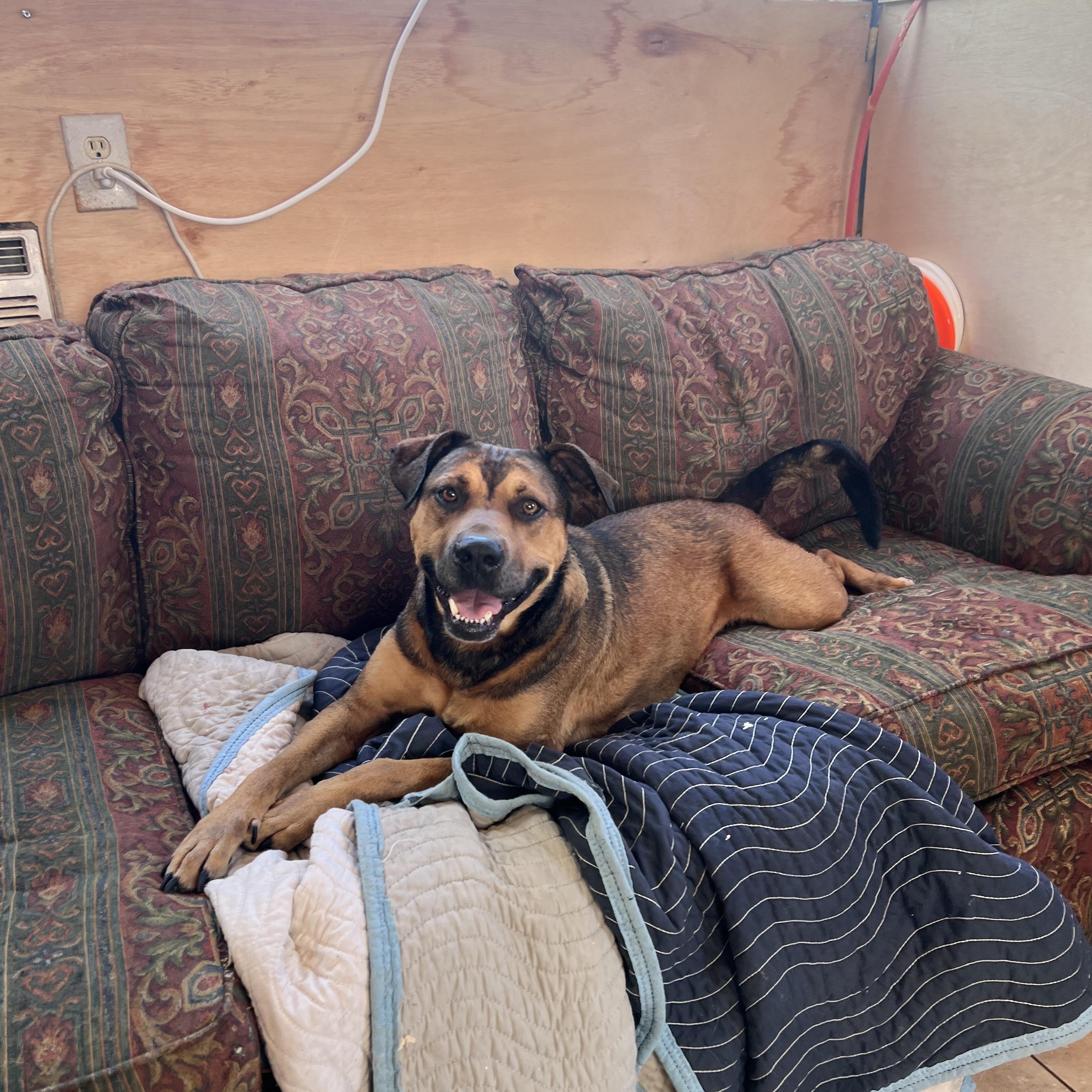 Enlarge Truly, a Adoptable mixed breed in Tracy City , TN image 1/3