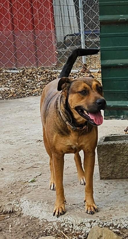 Enlarge Truly, a Adoptable mixed breed in Tracy City , TN image 2/3