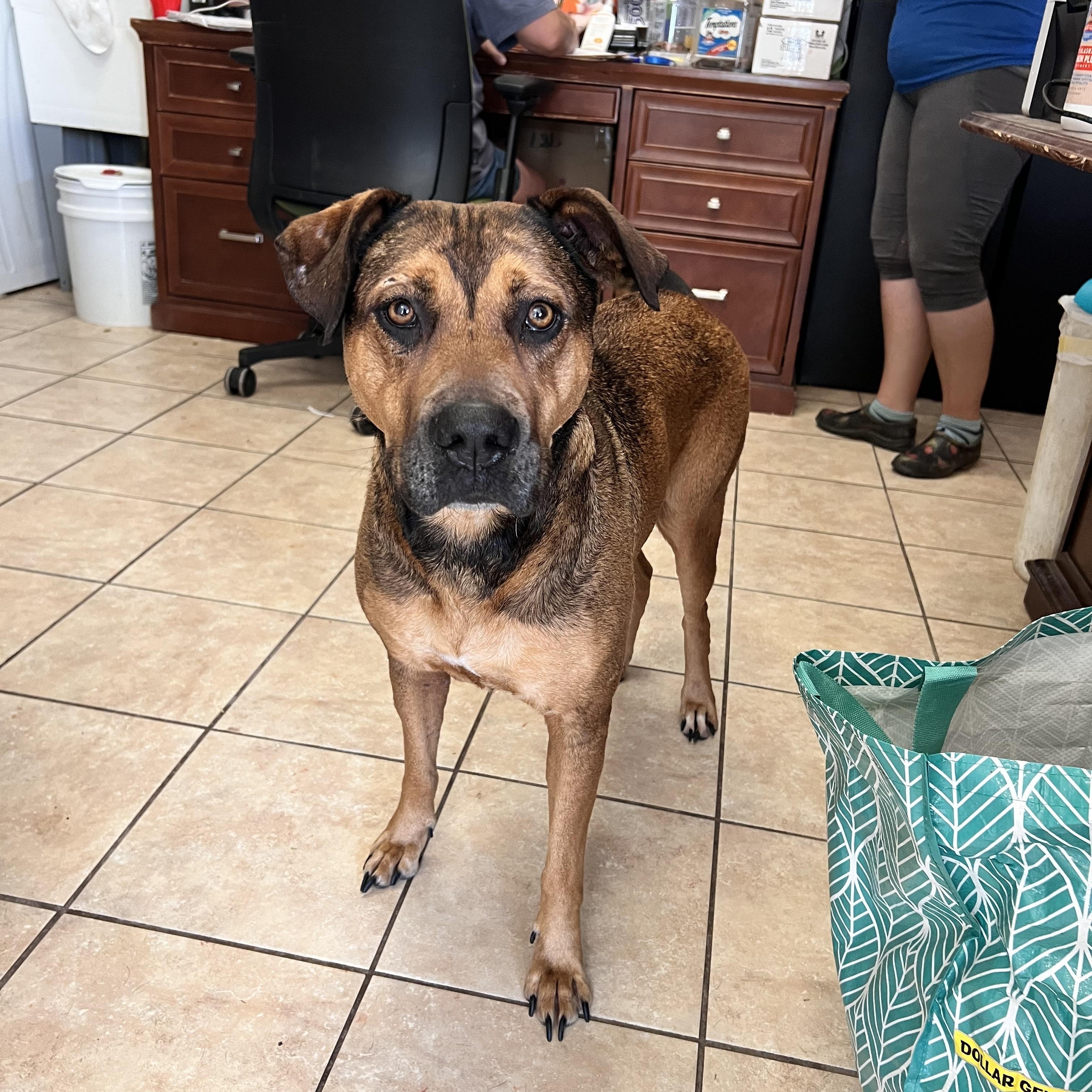 Enlarge Truly, a Adoptable mixed breed in Tracy City , TN image 3/3