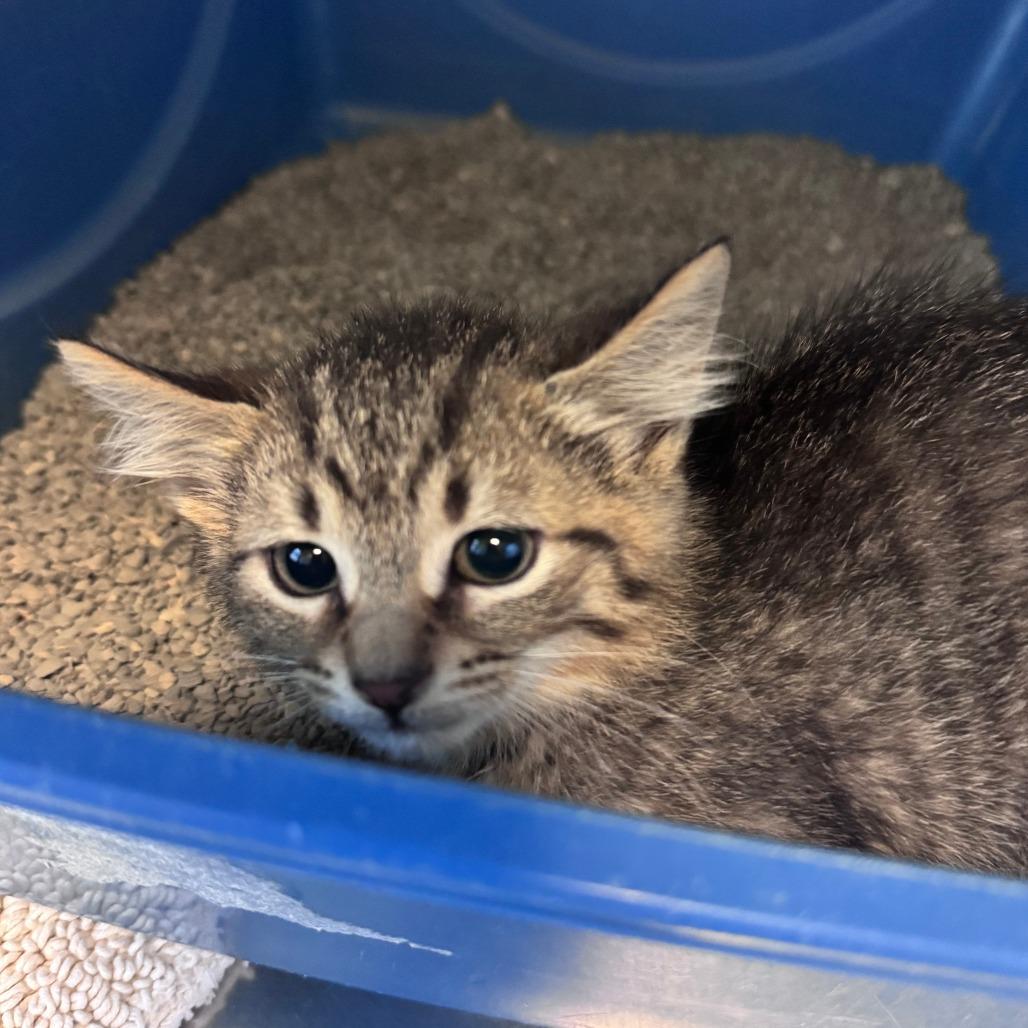 Enlarge Pomni, a Adoptable Domestic Short Hair in South Haven, MI image 1/1