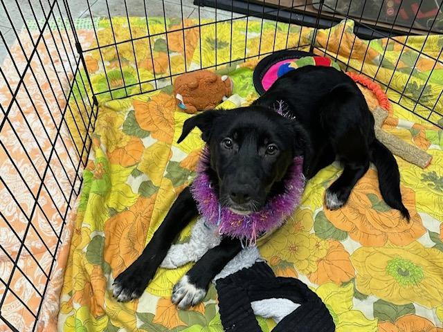 Dorothy Ann available at Charlie's Little Dog House, adopted, Puppy Female Border Collie & Black Labrador Retriever.