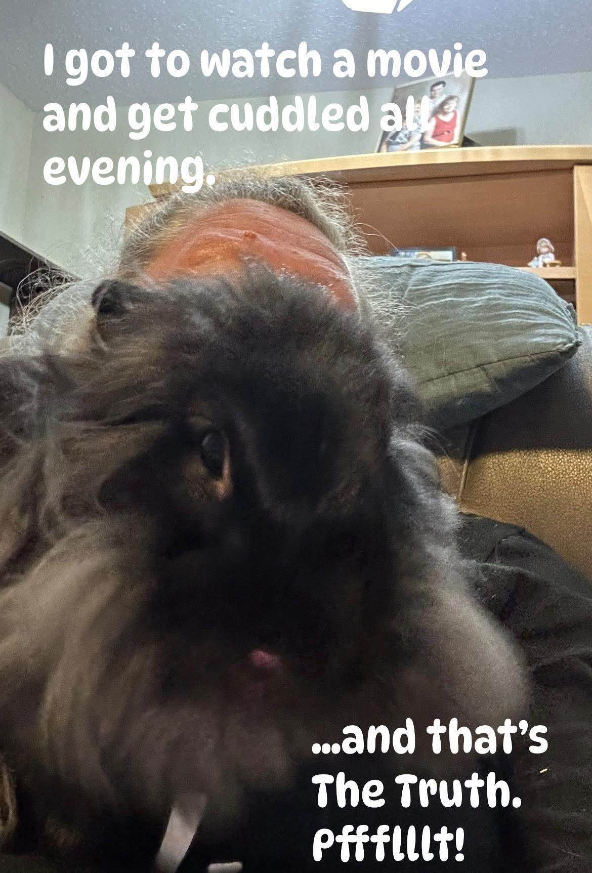 Blarney McMuffin, a Adoptable mixed breed in Paradis, LA image 2/3