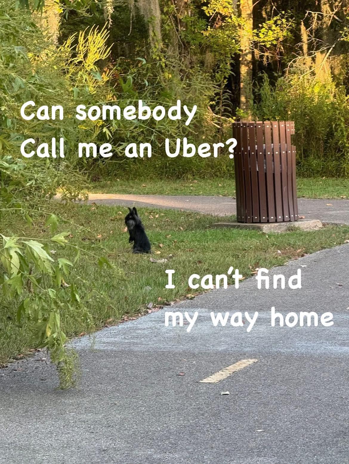 Blarney McMuffin, a Adoptable mixed breed in Paradis, LA image 3/3