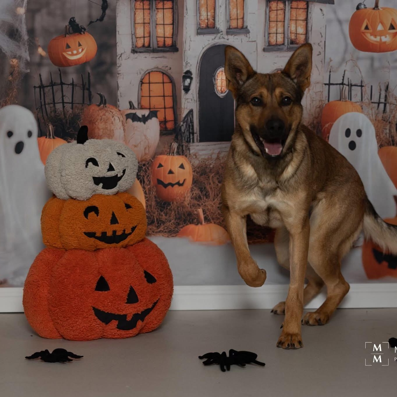 Enlarge Brody, a Adoptable mixed breed in Hay River, NT image 4/6