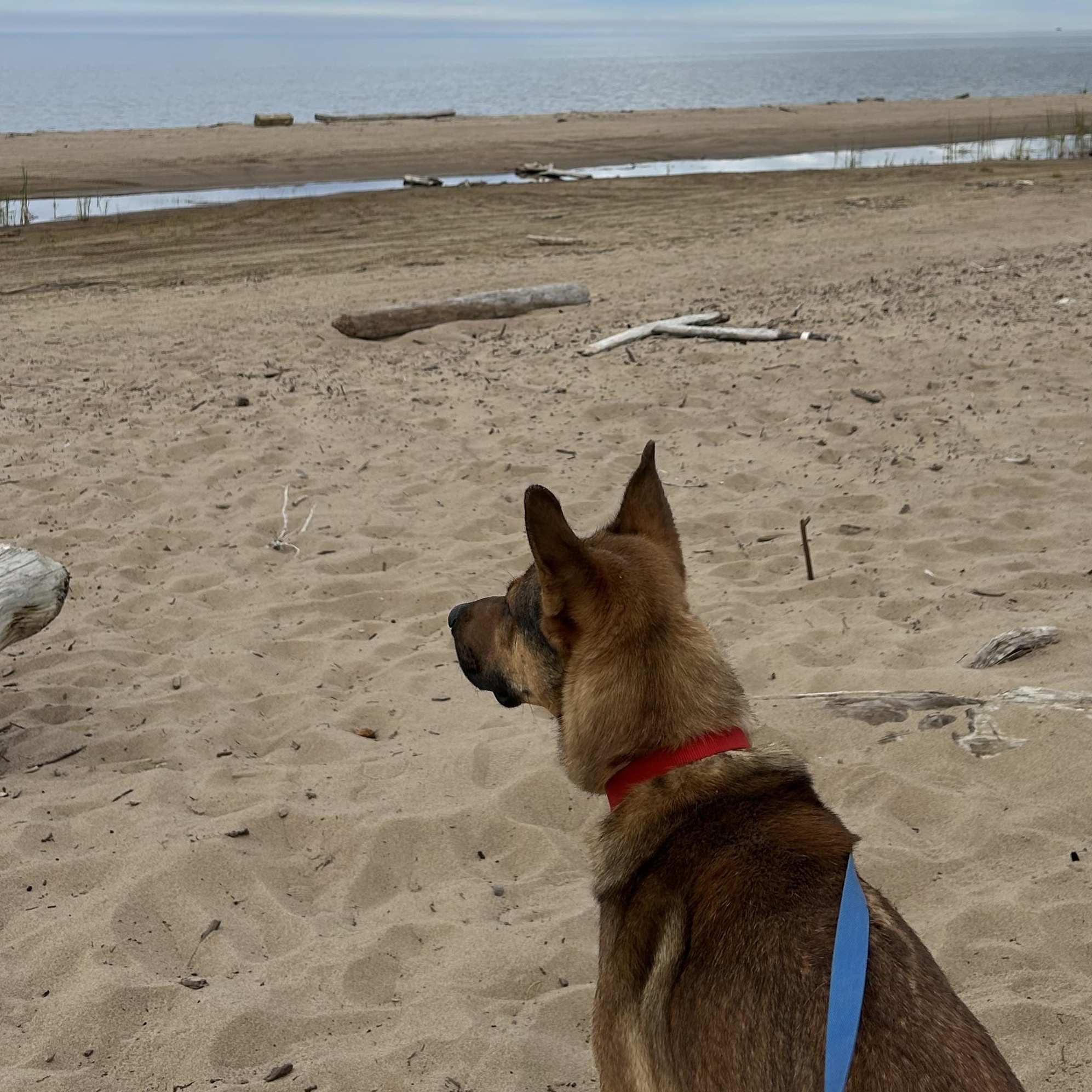 Enlarge Brody, a Adoptable mixed breed in Hay River, NT image 5/6