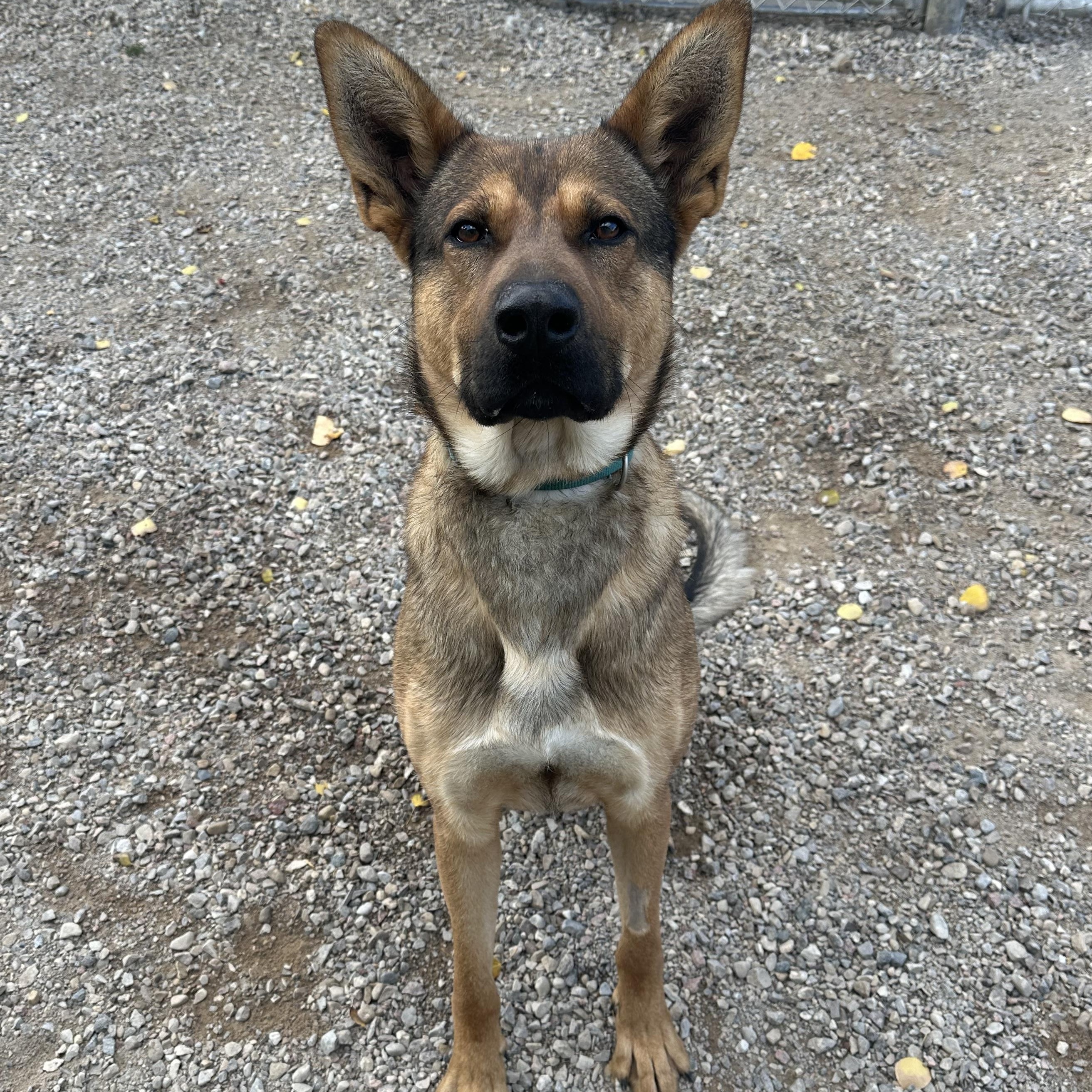 Enlarge Brody, a Adoptable mixed breed in Hay River, NT image 2/6