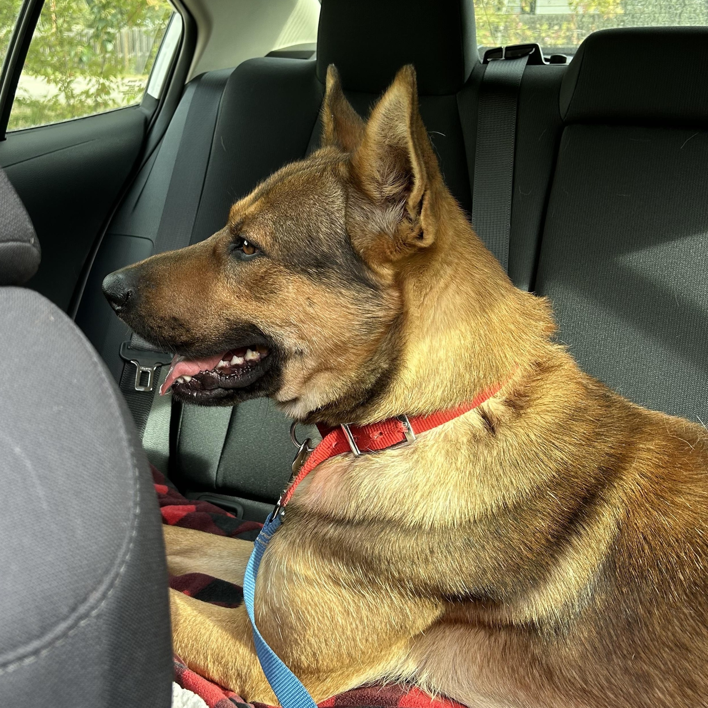 Enlarge Brody, a Adoptable mixed breed in Hay River, NT image 6/6