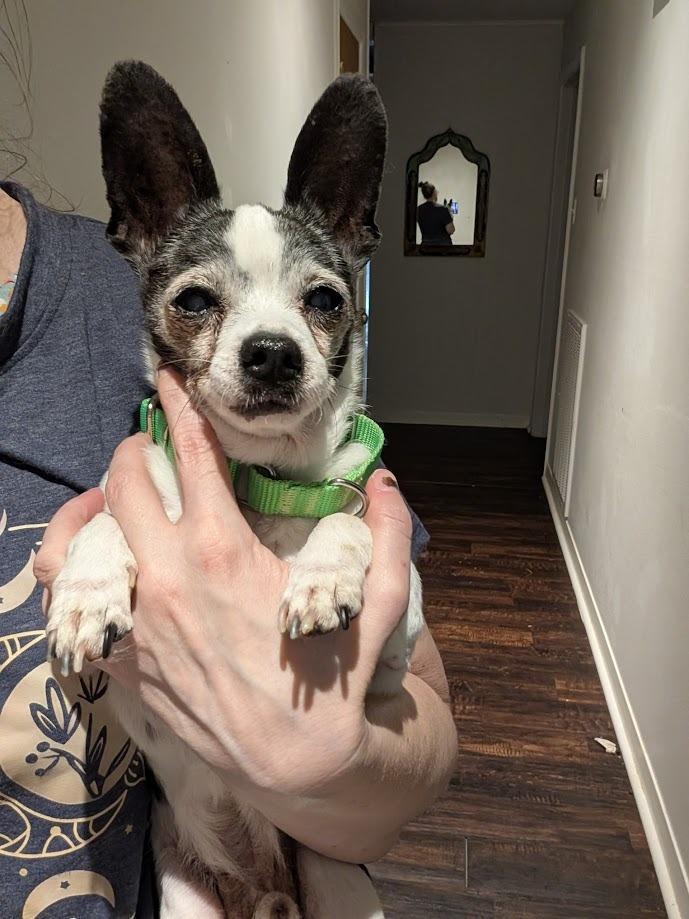 Godfather - adoption pending, Adoptable, Senior Male Chihuahua & Rat Terrier.