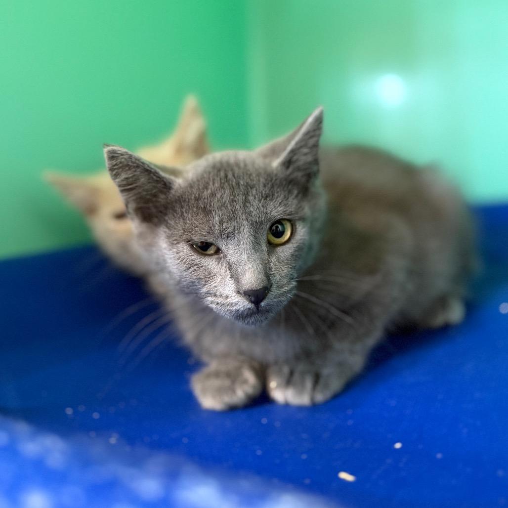 Tornado, Adoptable, Kitten Male Domestic Short Hair.