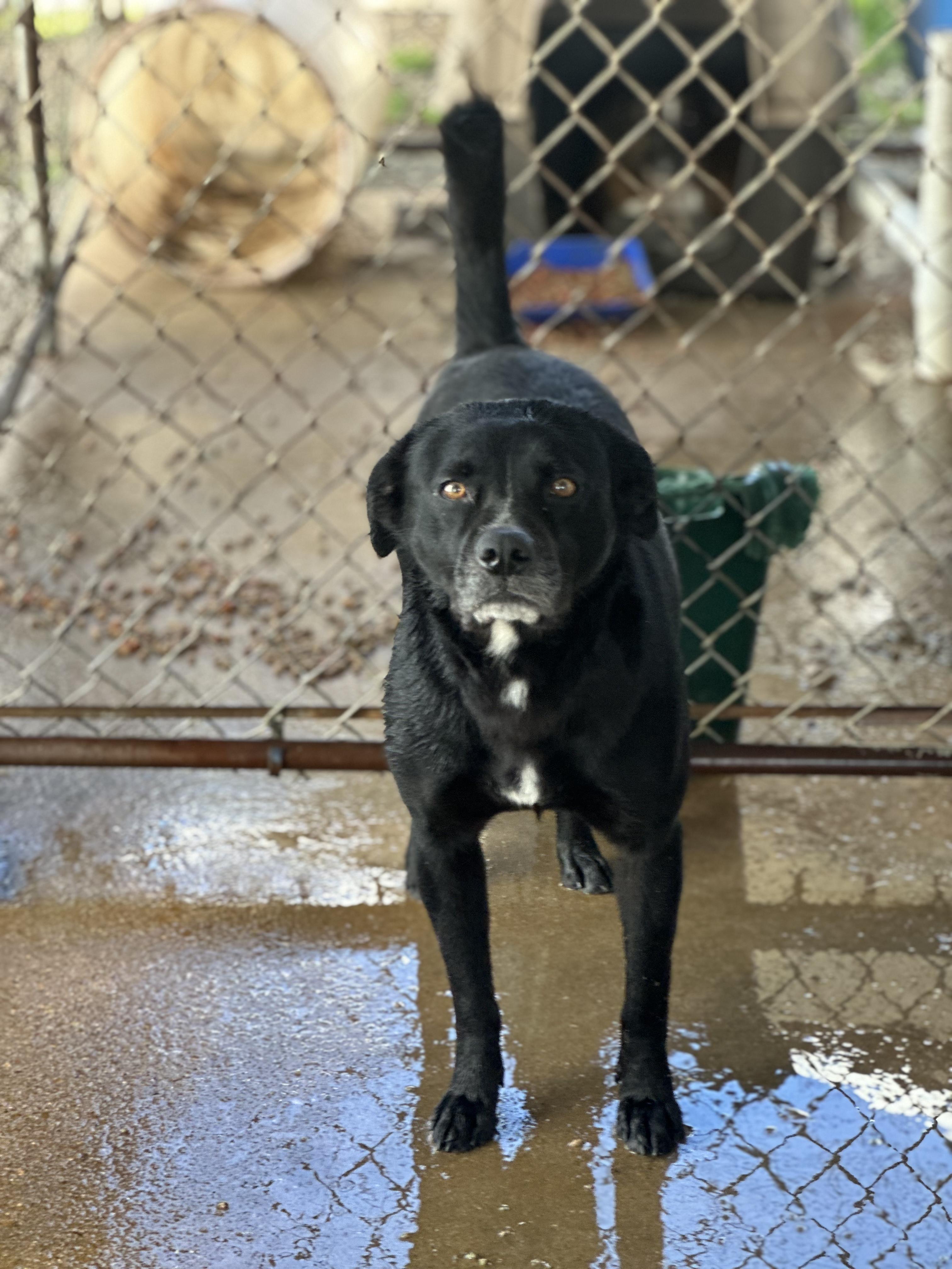 Memphis, Adoptable, Adult Male Mixed Breed.