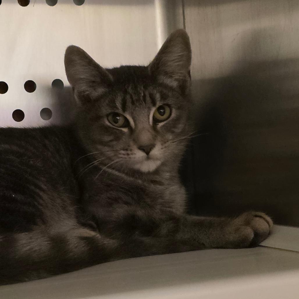 Enlarge Garnet, a Adoptable Domestic Short Hair in Port Townsend, WA image 2/4