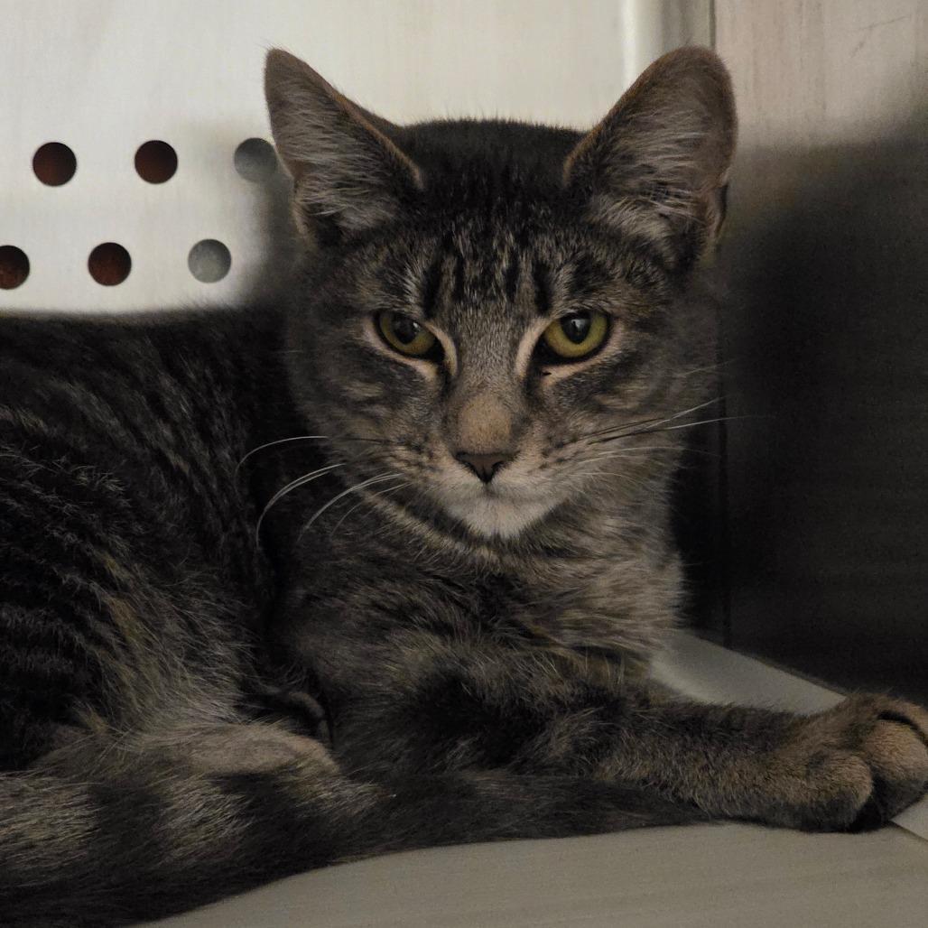 Enlarge Garnet, a Adoptable Domestic Short Hair in Port Townsend, WA image 3/4