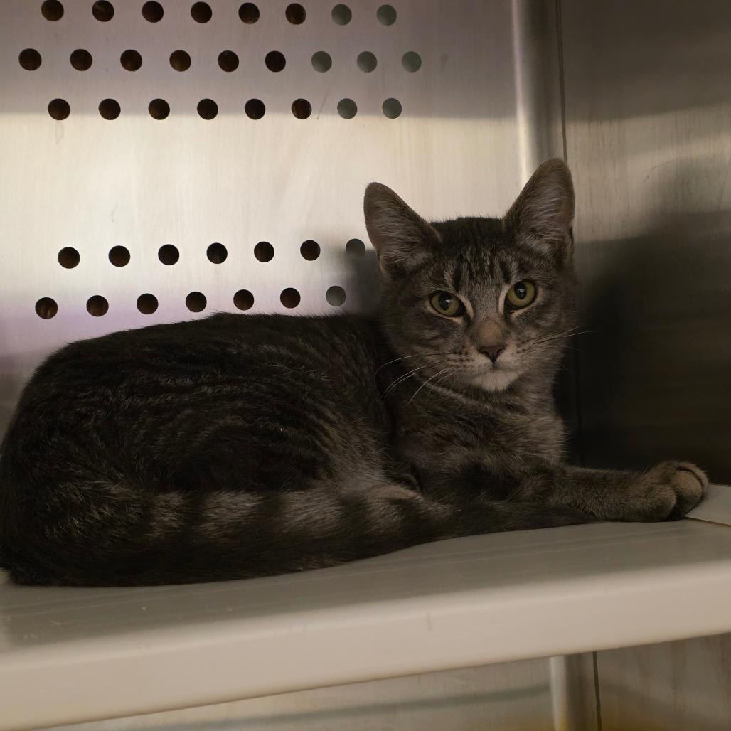 Enlarge Garnet, a Adoptable Domestic Short Hair in Port Townsend, WA image 4/4